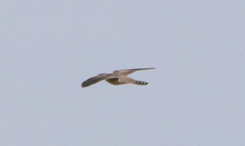 Merlin - 11-08-2025