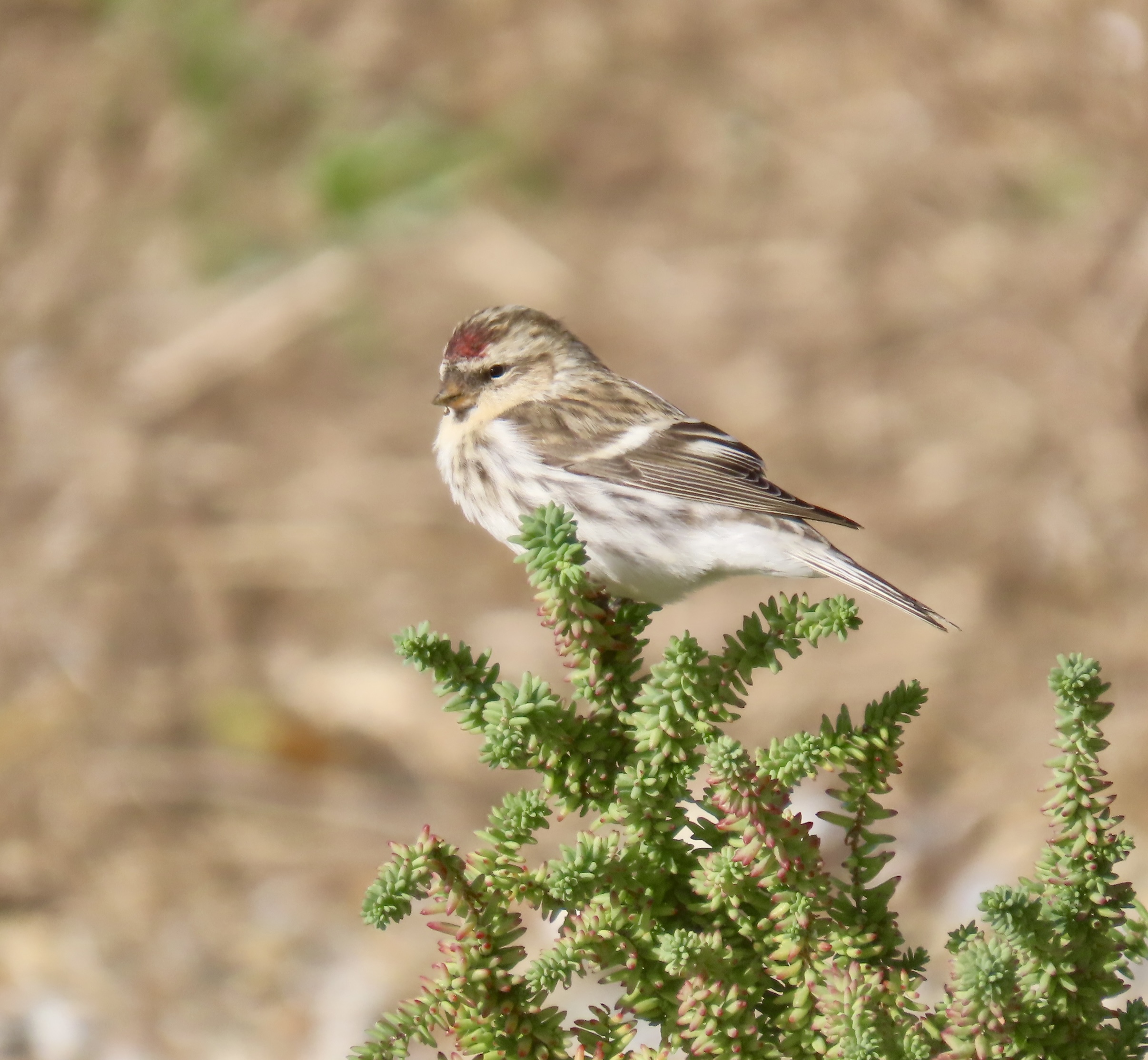 Common Redpoll (Mealy) - 25-10-2023