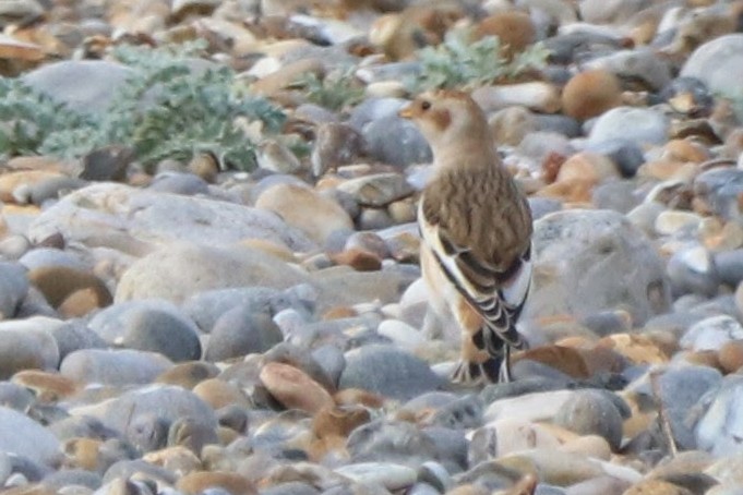 Snow Bunting - 16-10-2023