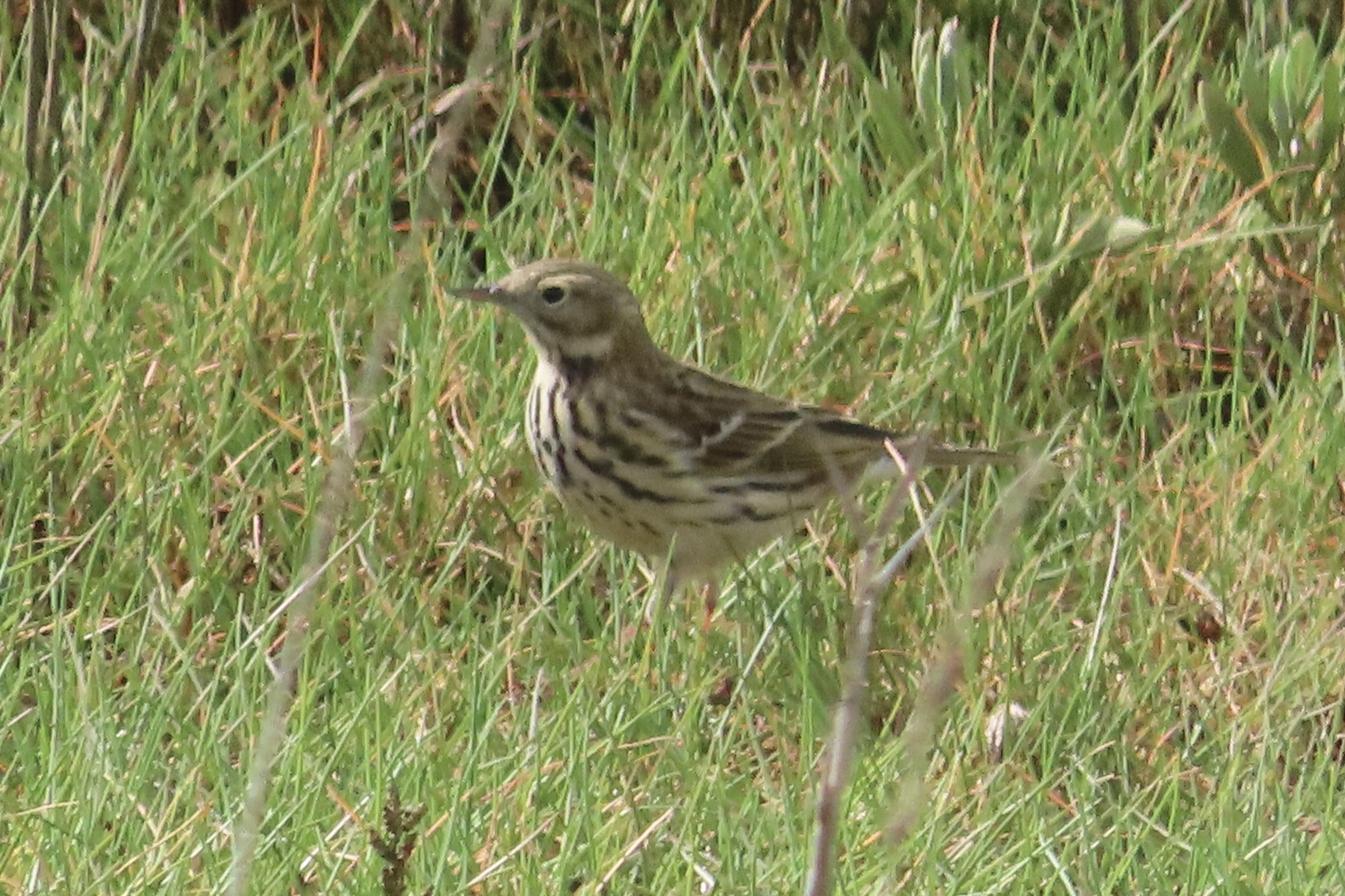 Meadow Pipit - 05-04-2024