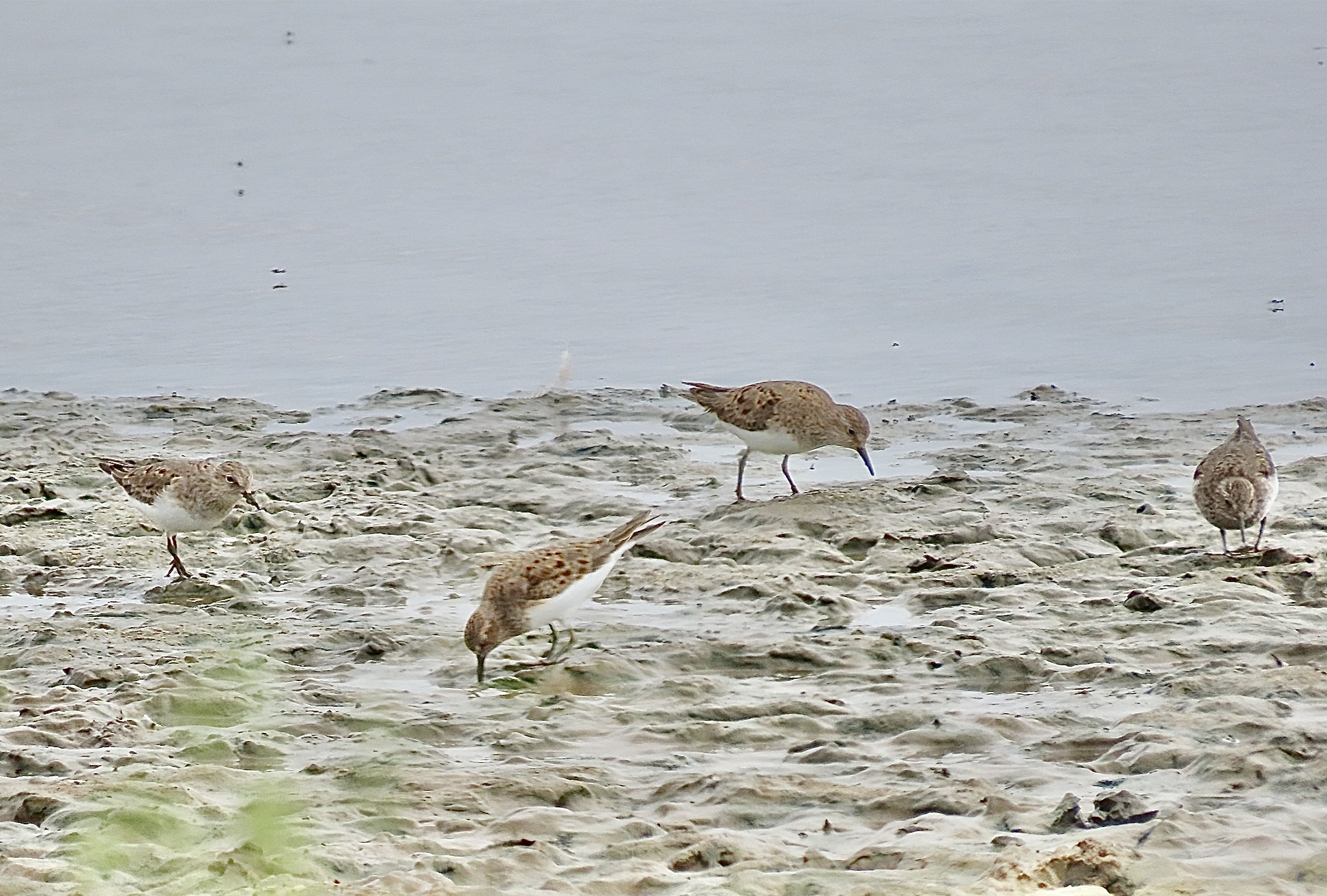 Temminck's Stint - 18-05-2025