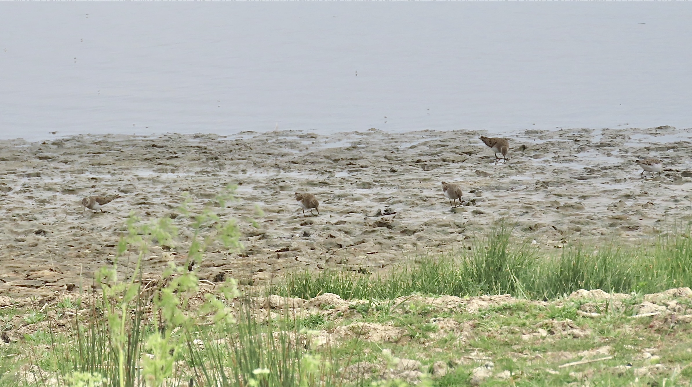 Temminck's Stint - 18-05-2025