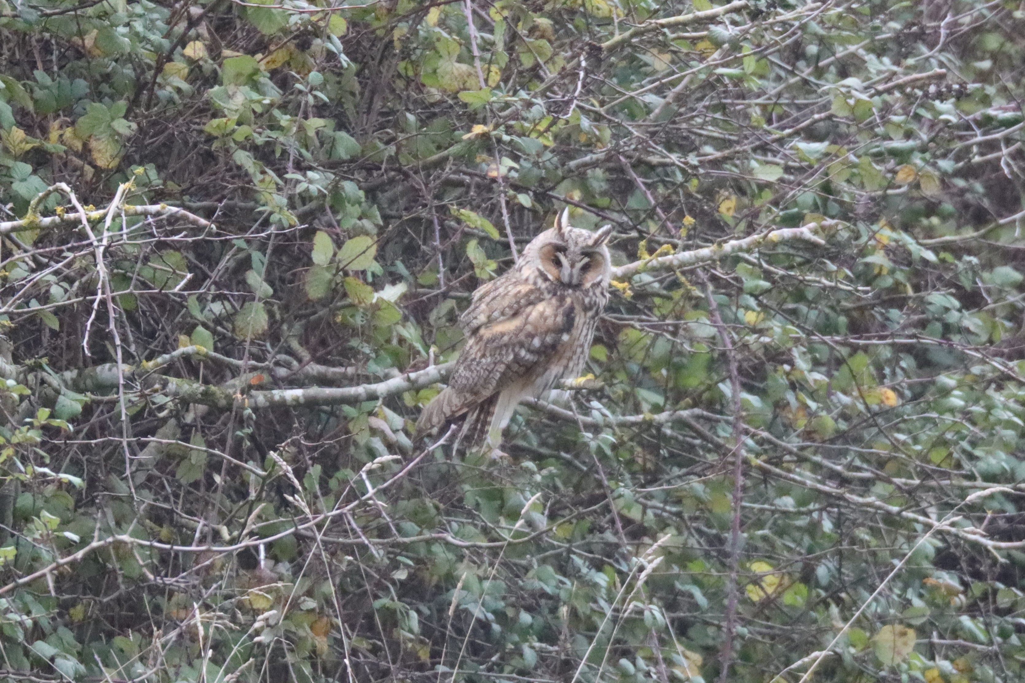 Long-eared Owl - 08-01-2023