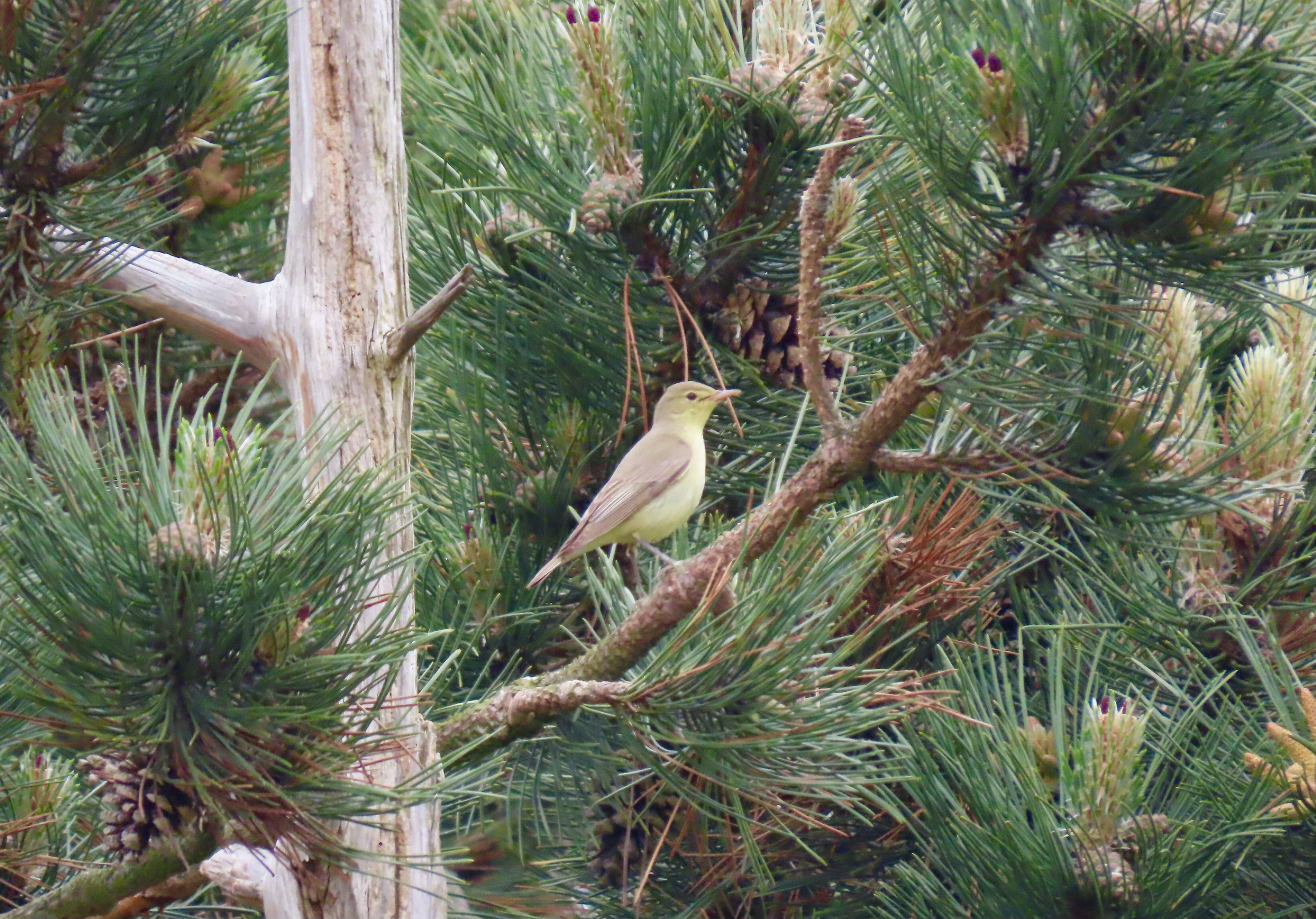 Icterine Warbler - 21-05-2024