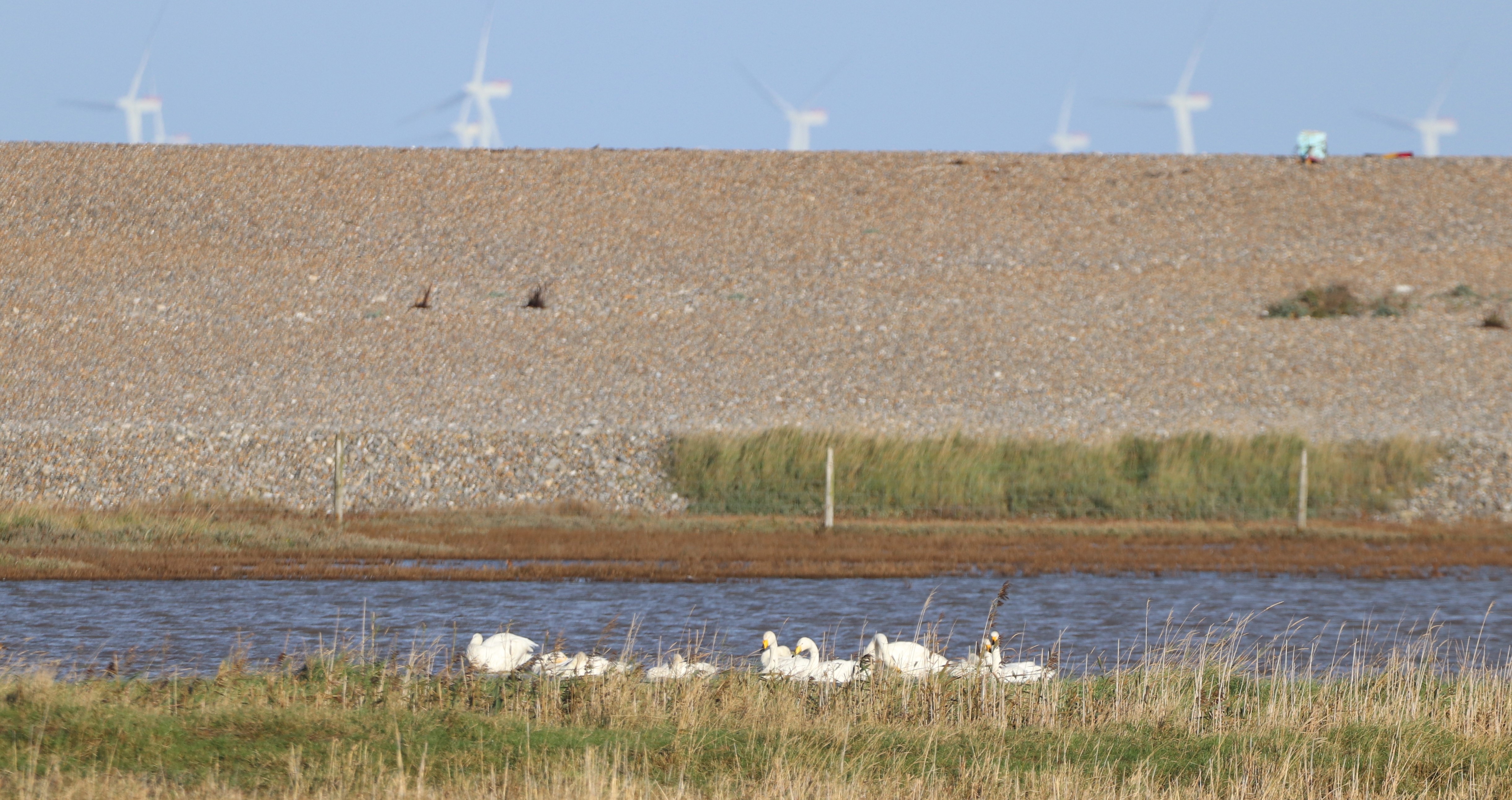 Whooper Swan - 03-11-2023