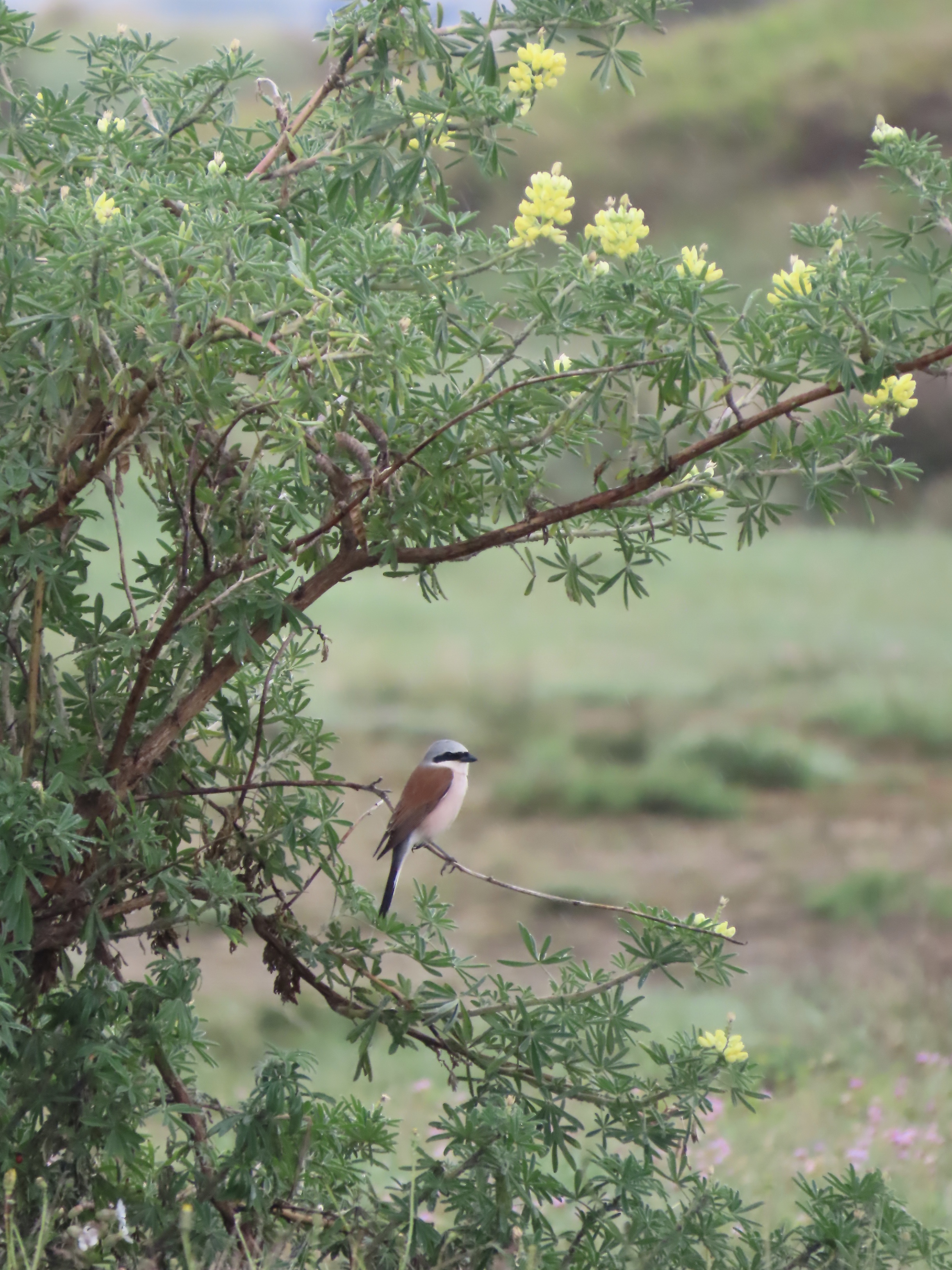 Red-backed Shrike - 25-05-2024