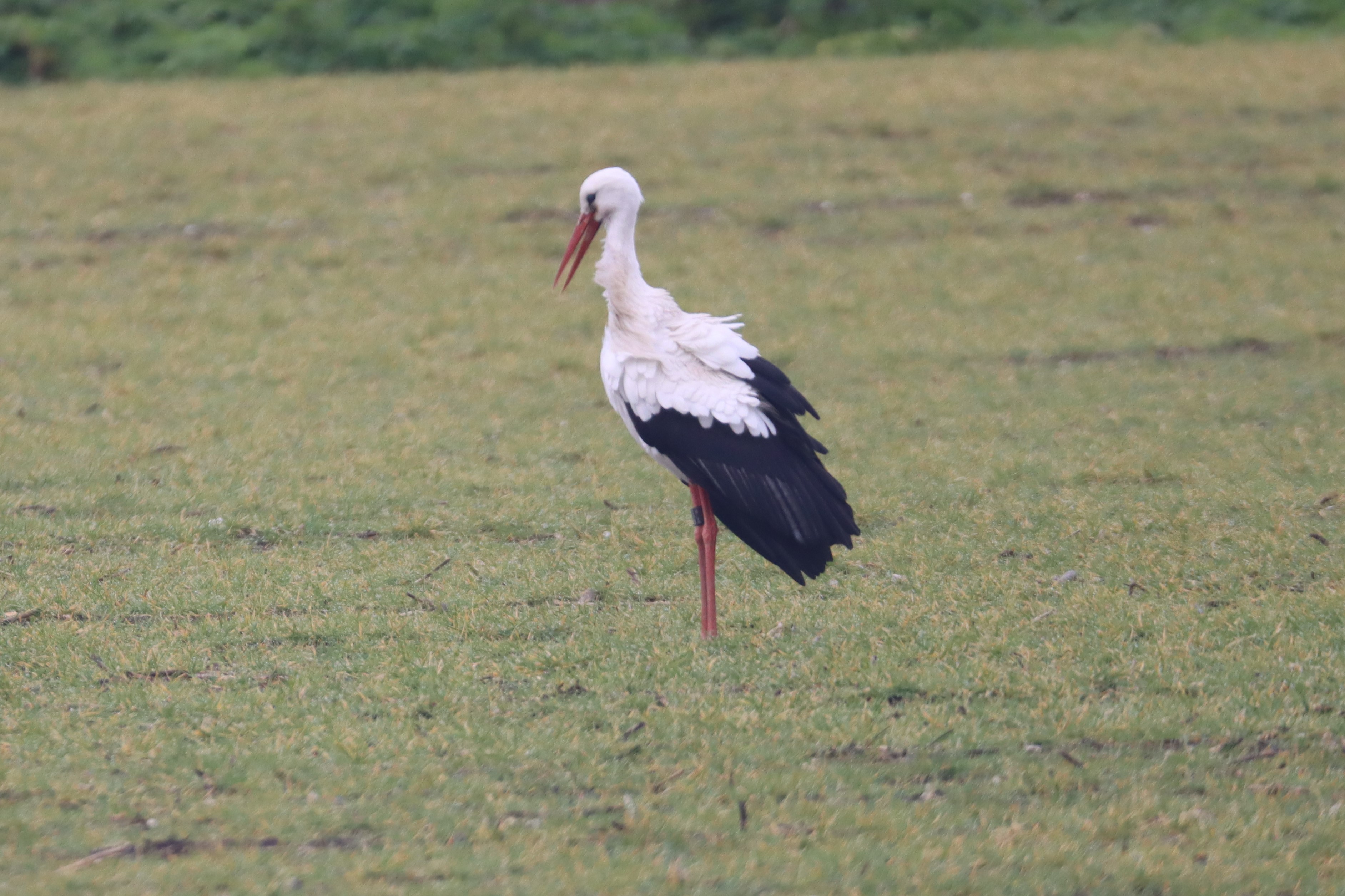 White Stork - 16-03-2023