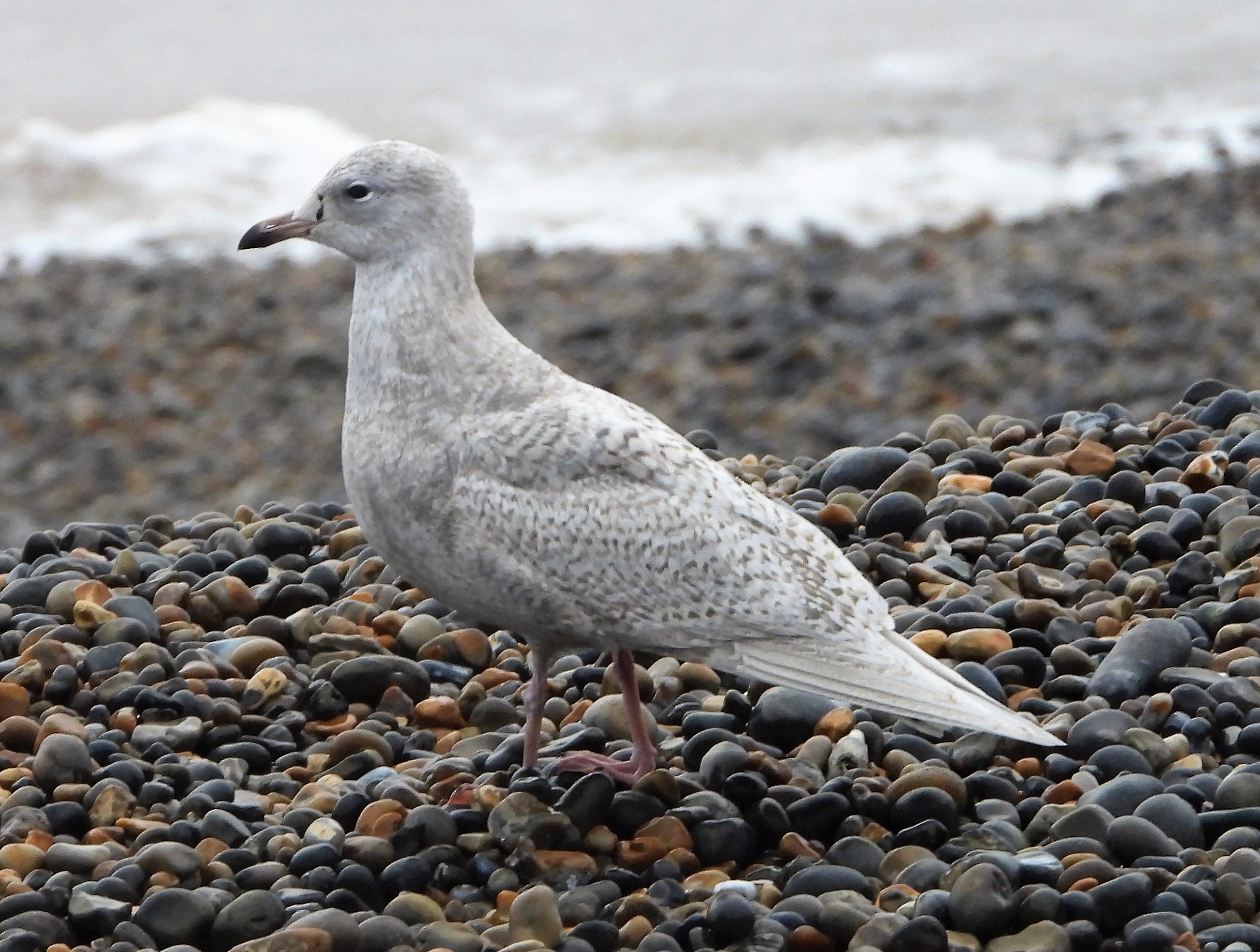 Iceland Gull - 14-12-2021