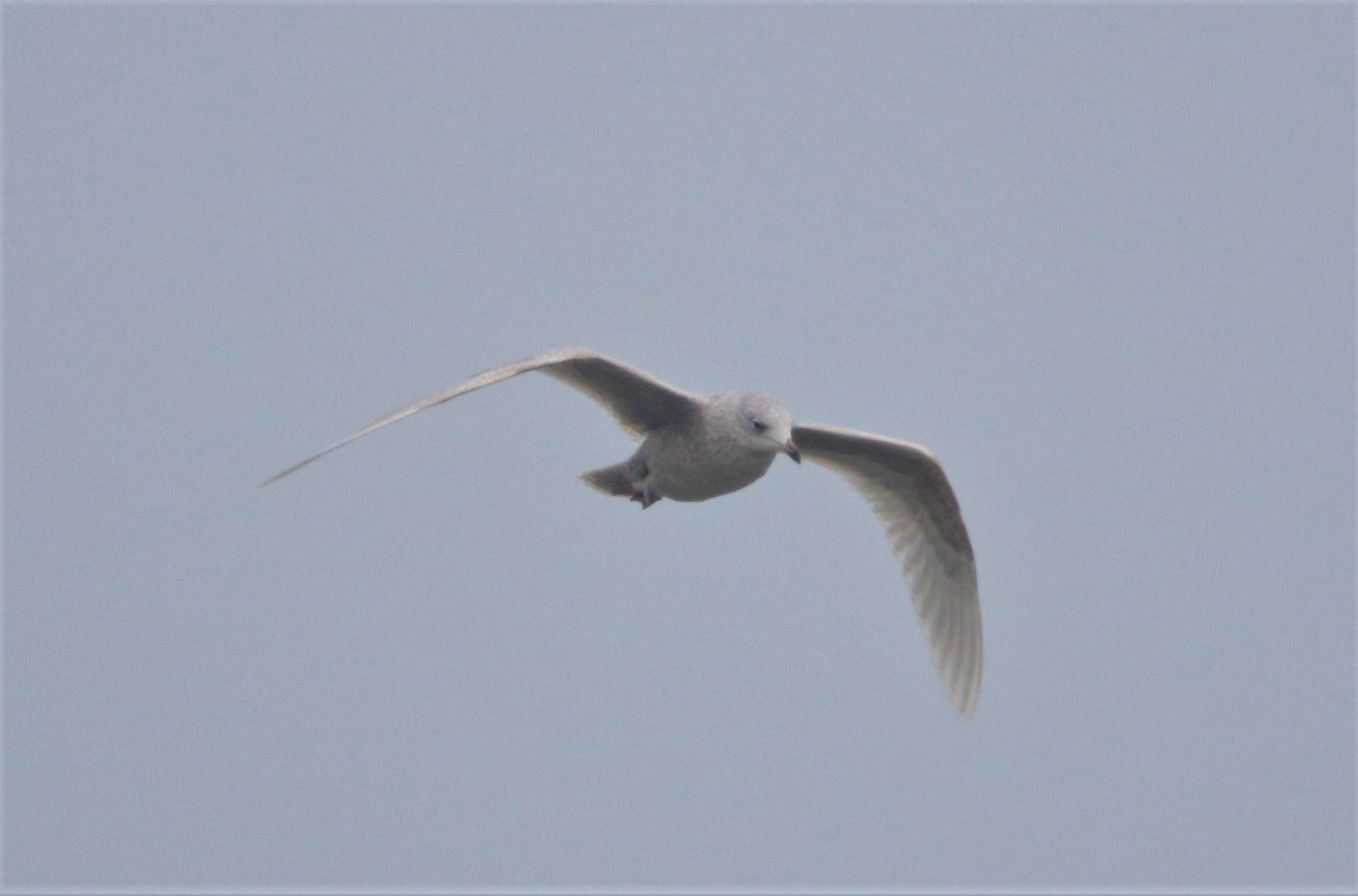 Iceland Gull - 06-12-2021