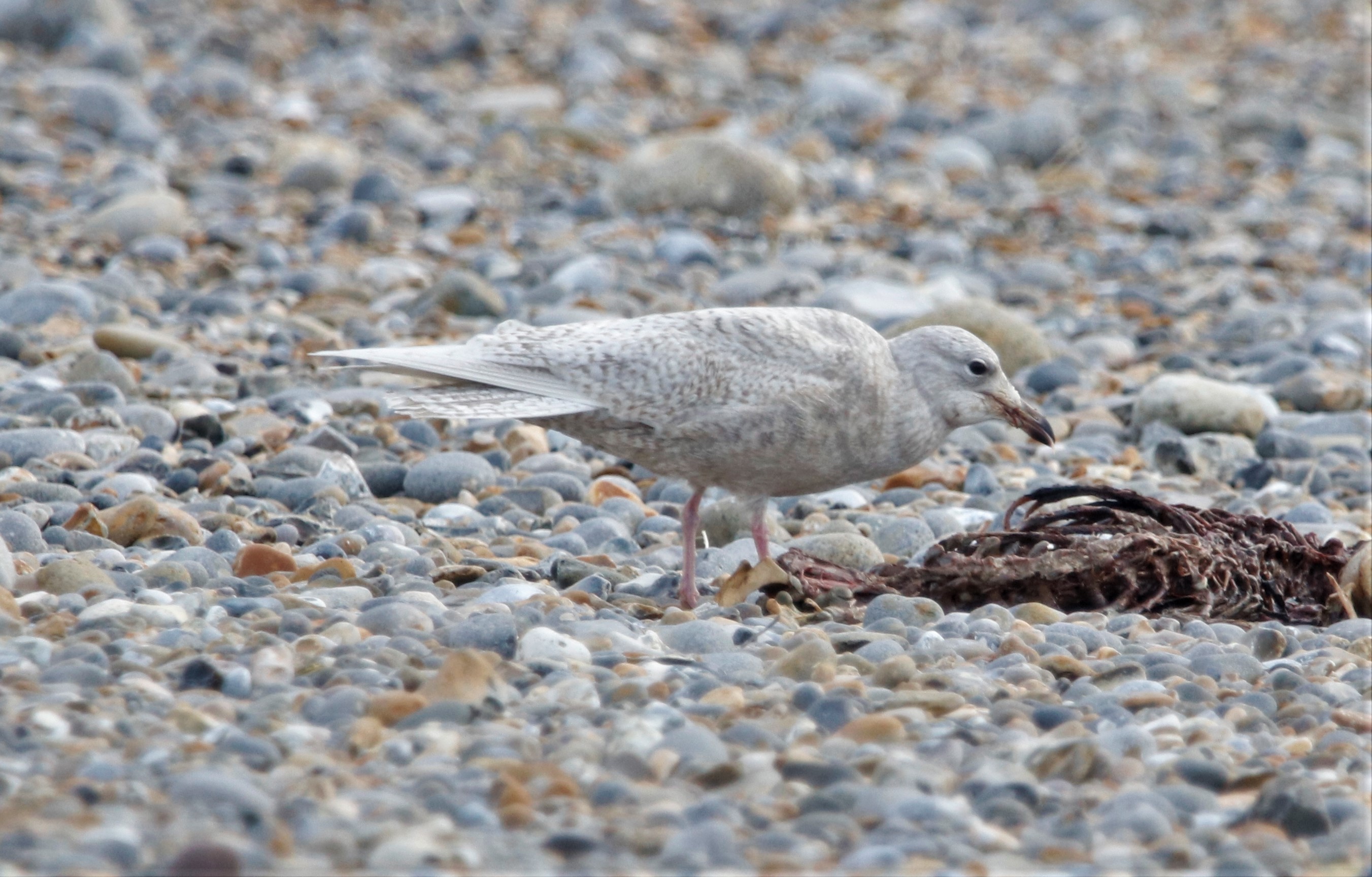 Iceland Gull - 08-12-2021