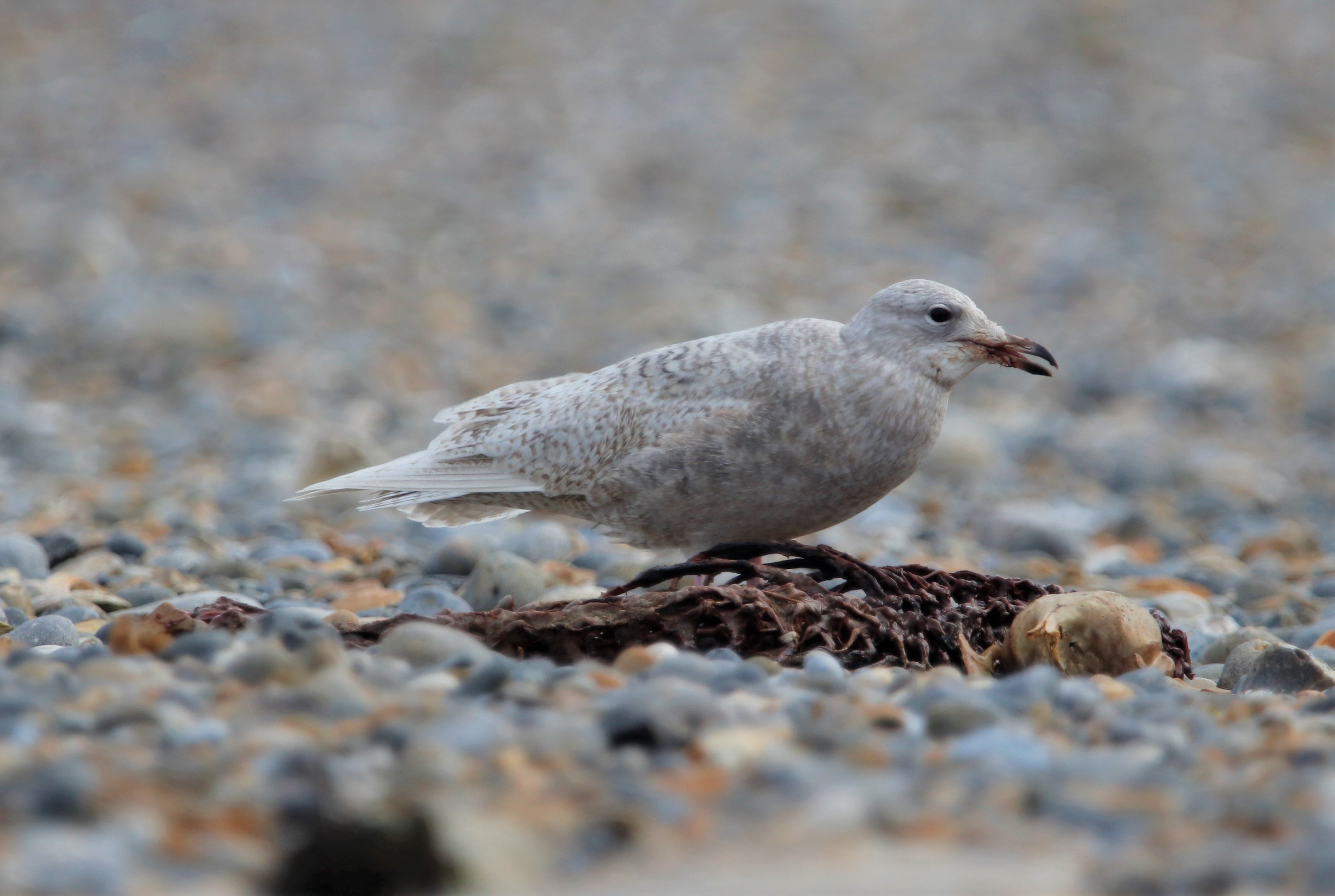 Iceland Gull - 08-12-2021