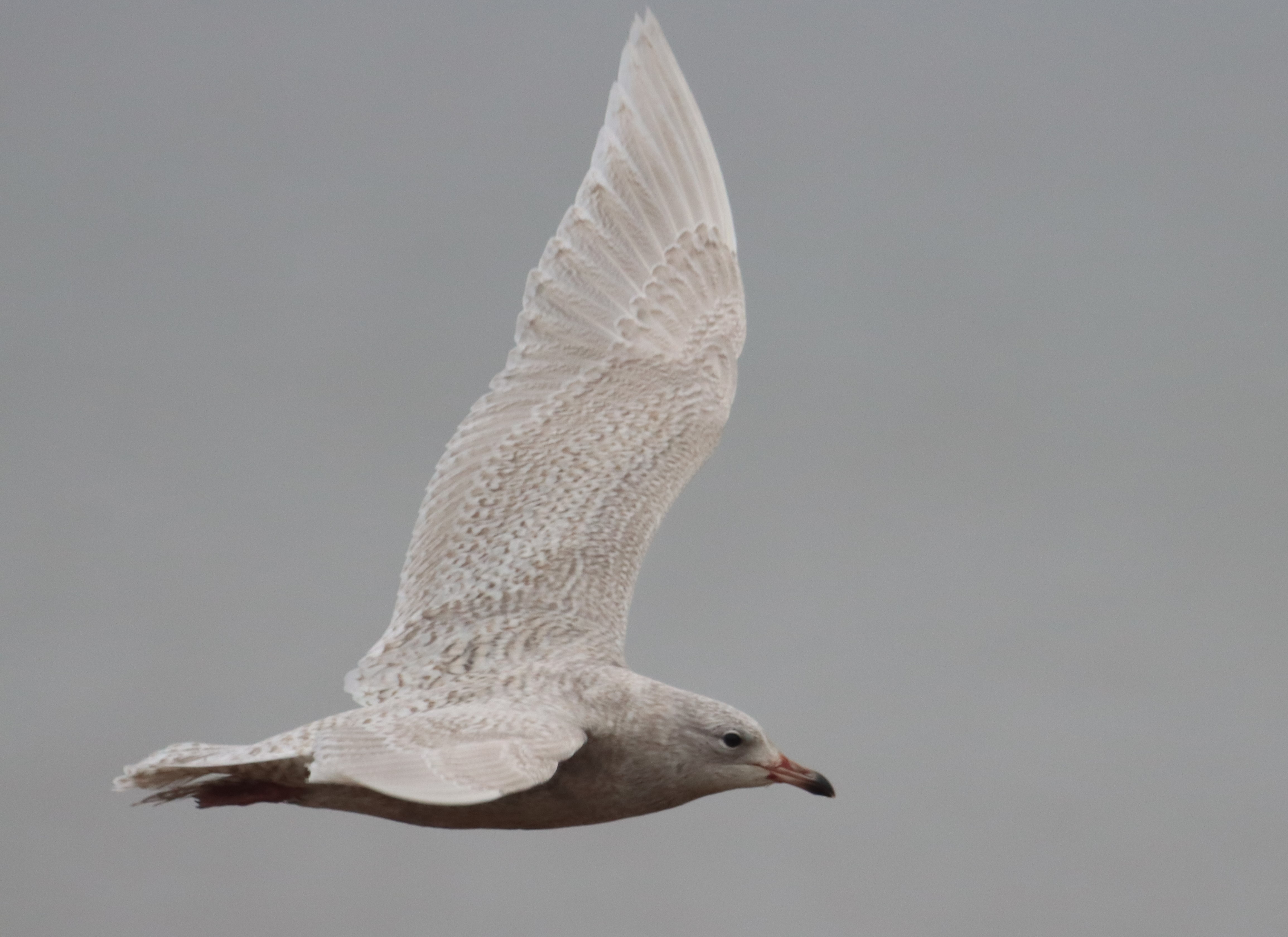 Iceland Gull - 29-12-2021