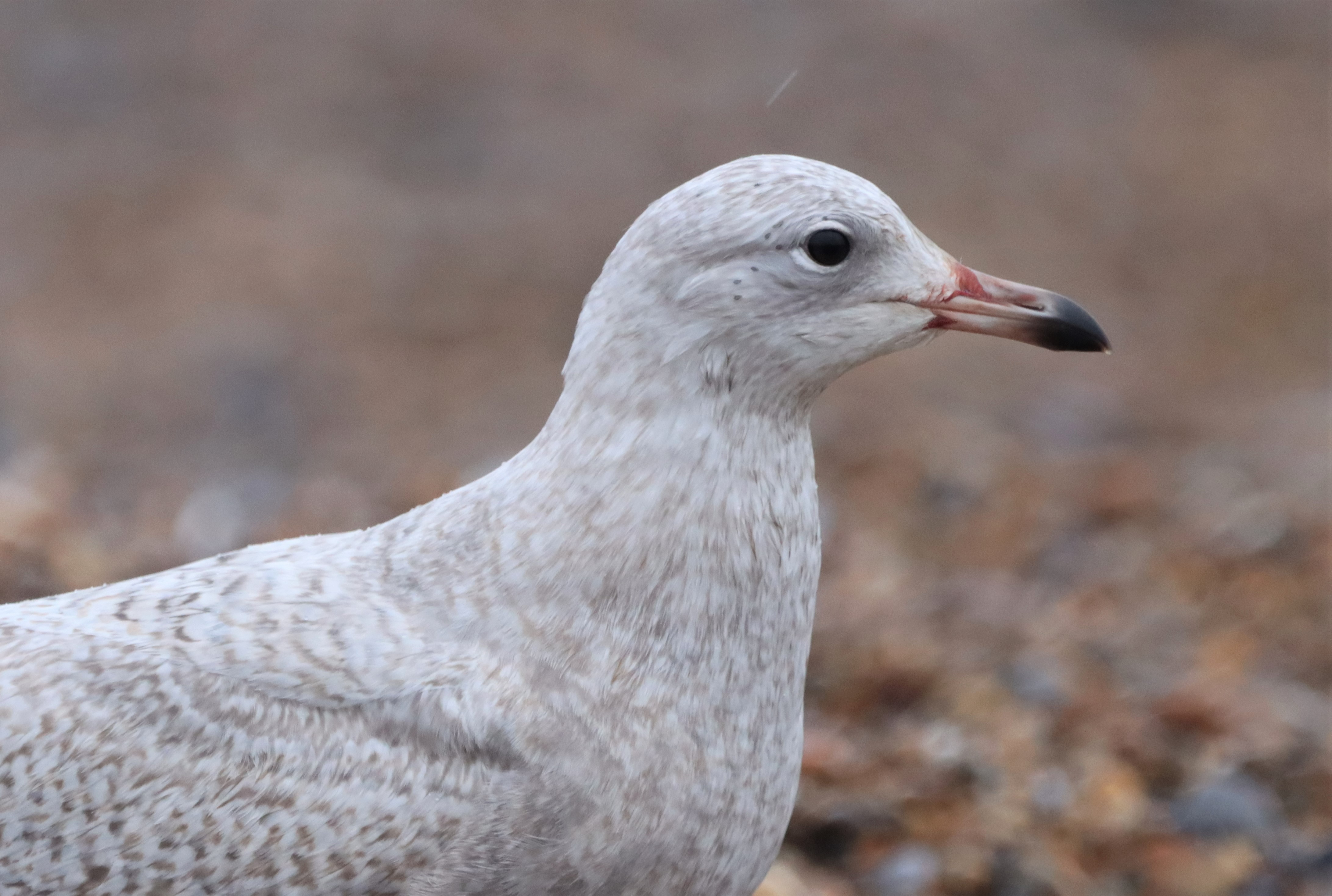 Iceland Gull - 29-12-2021