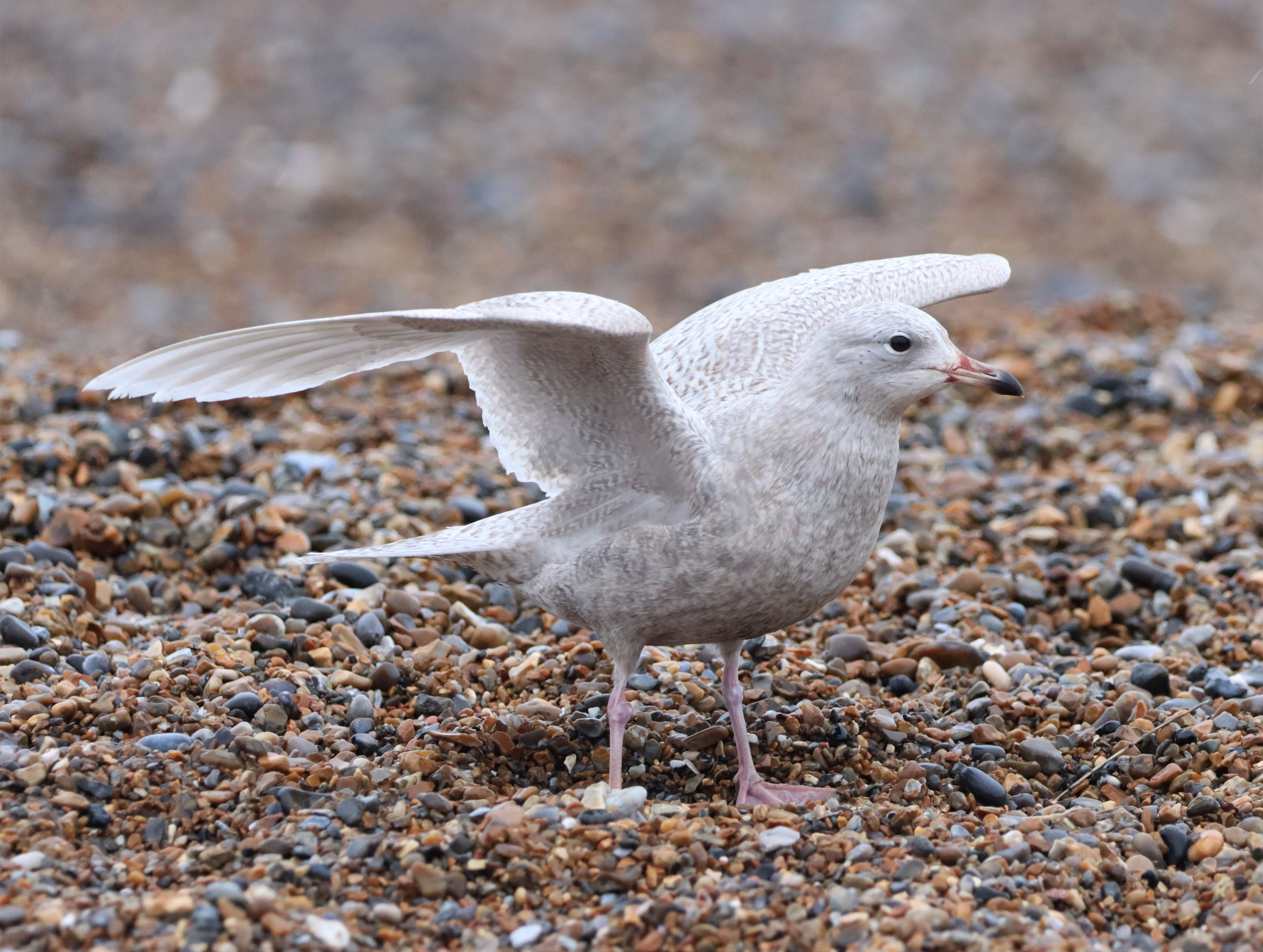 Iceland Gull - 29-12-2021