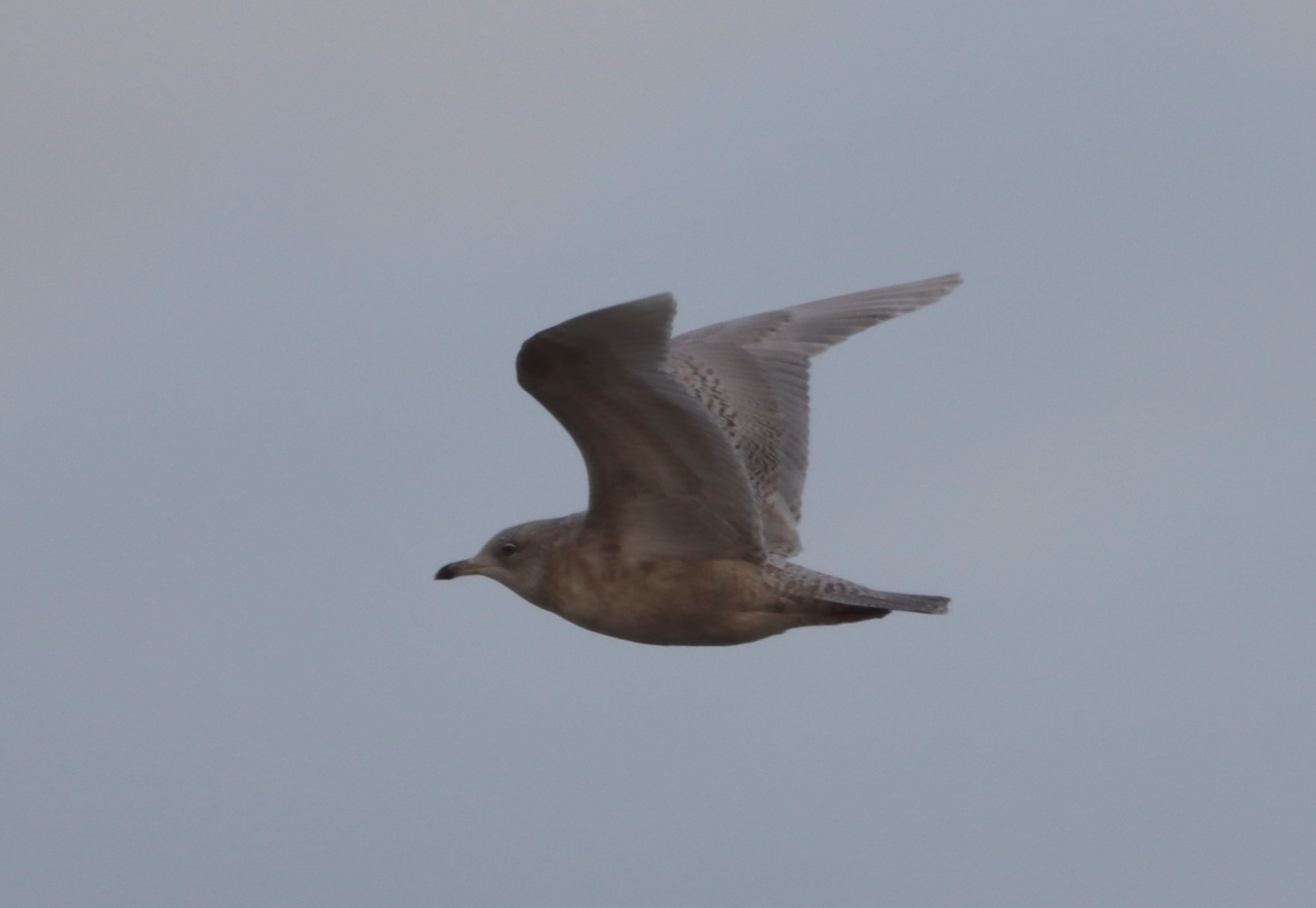 Iceland Gull - 06-01-2024