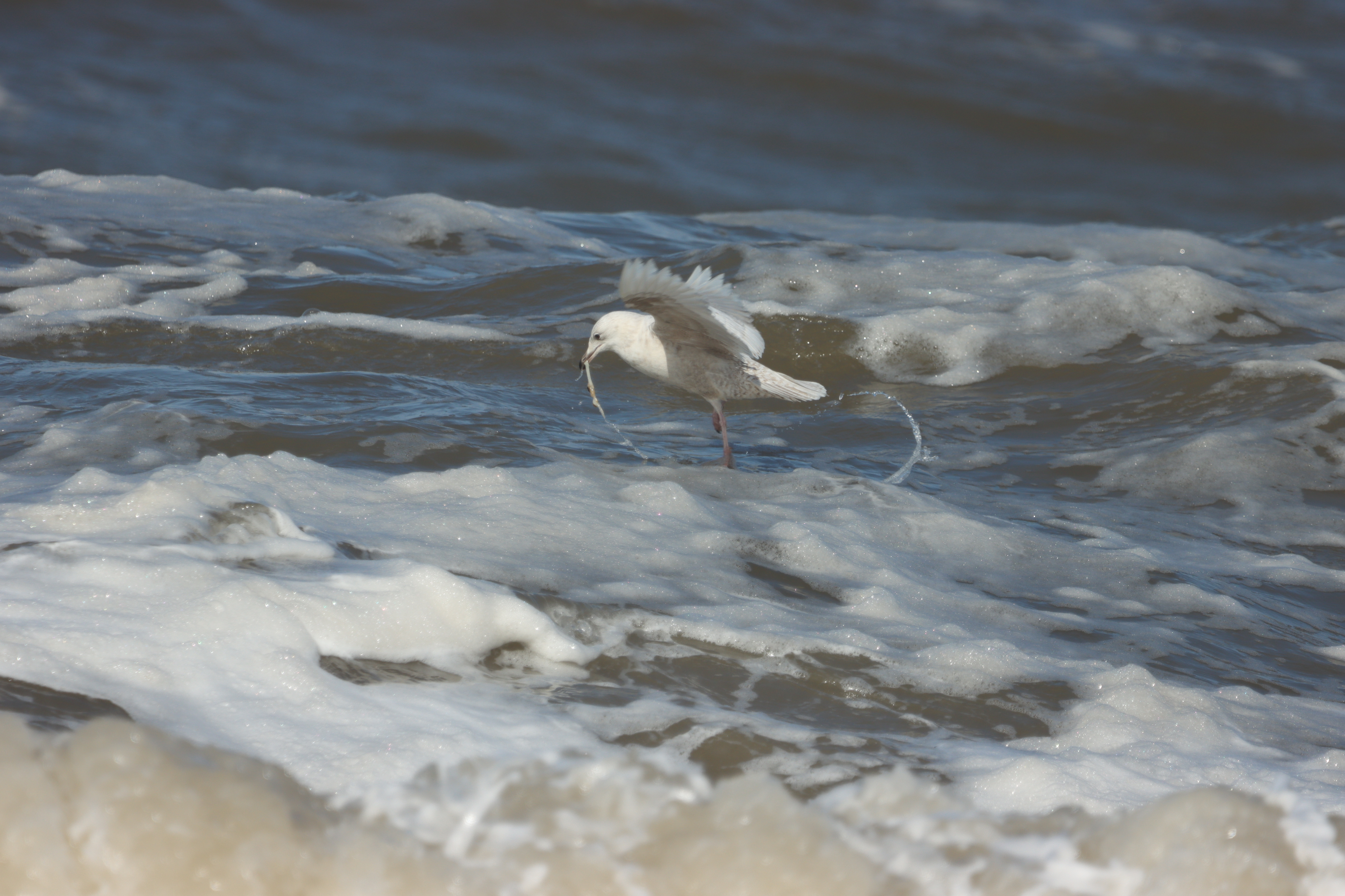 Iceland Gull - 07-04-2021