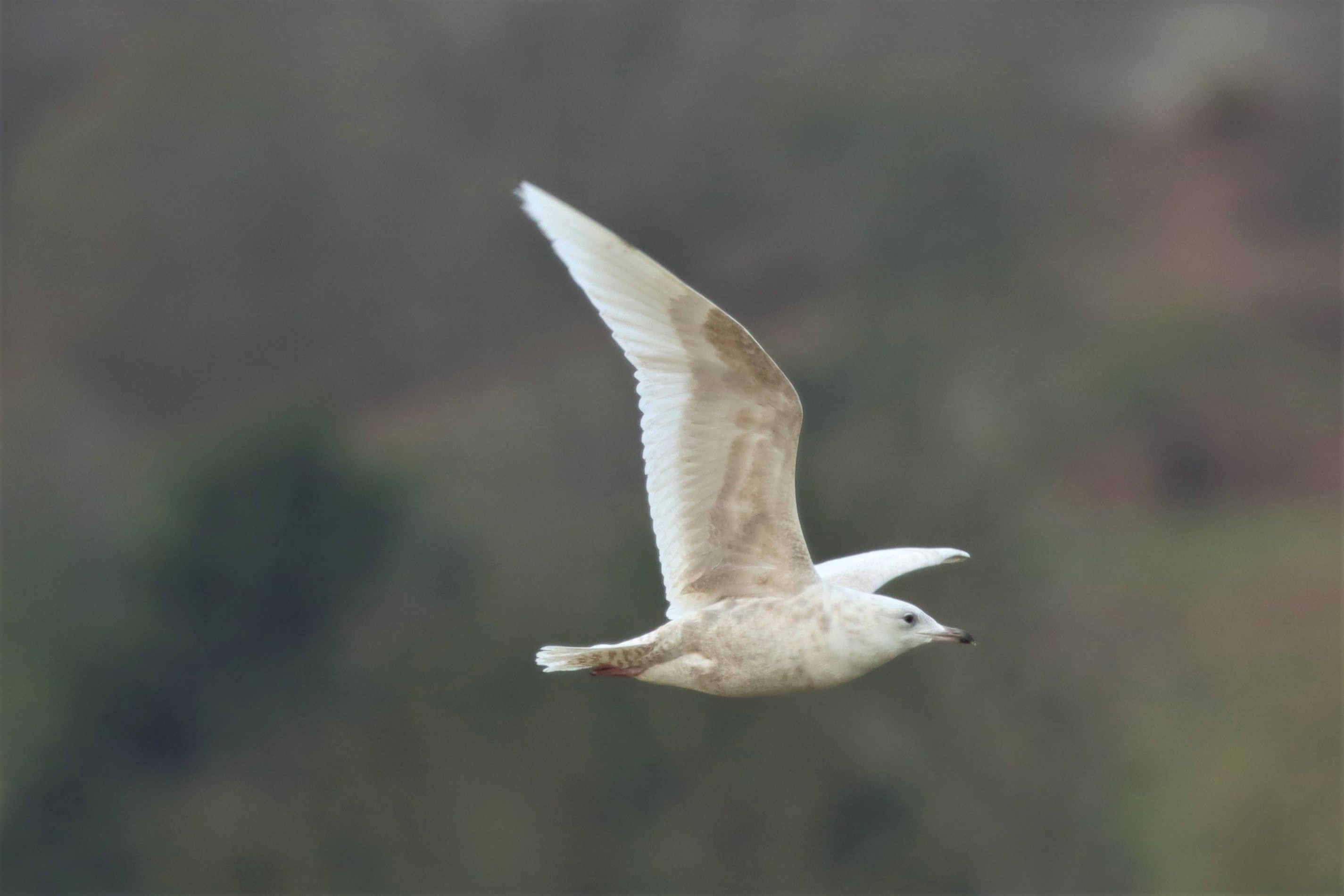 Iceland Gull - 21-04-2021