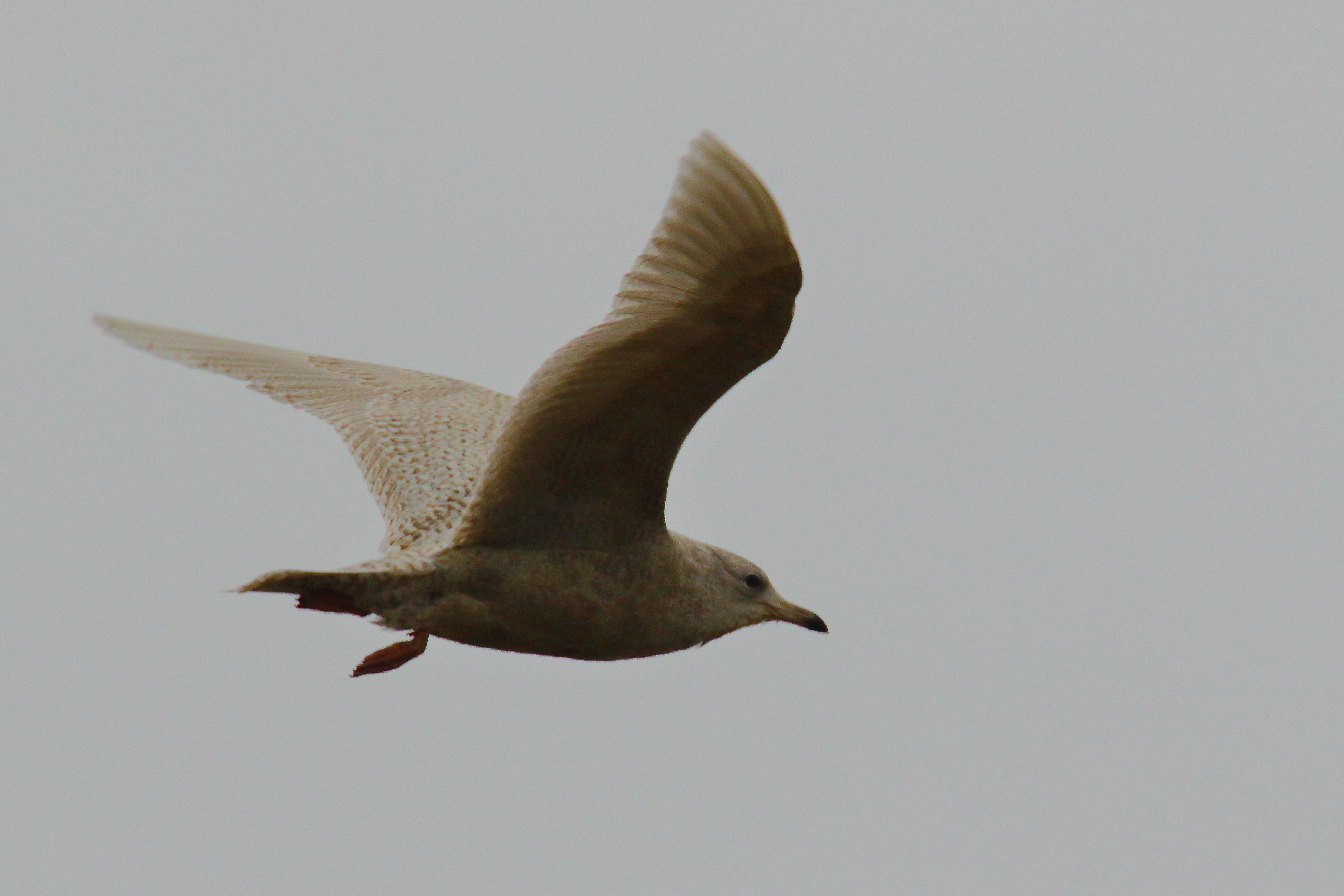 Iceland Gull - 11-01-2022