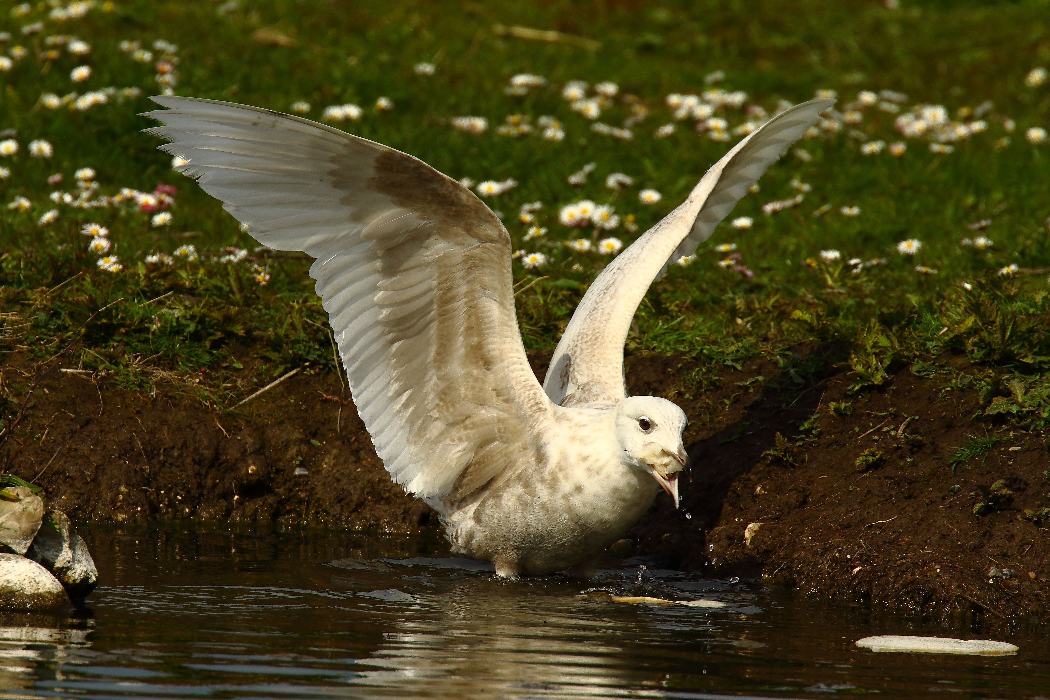 Iceland Gull - 09-05-2021