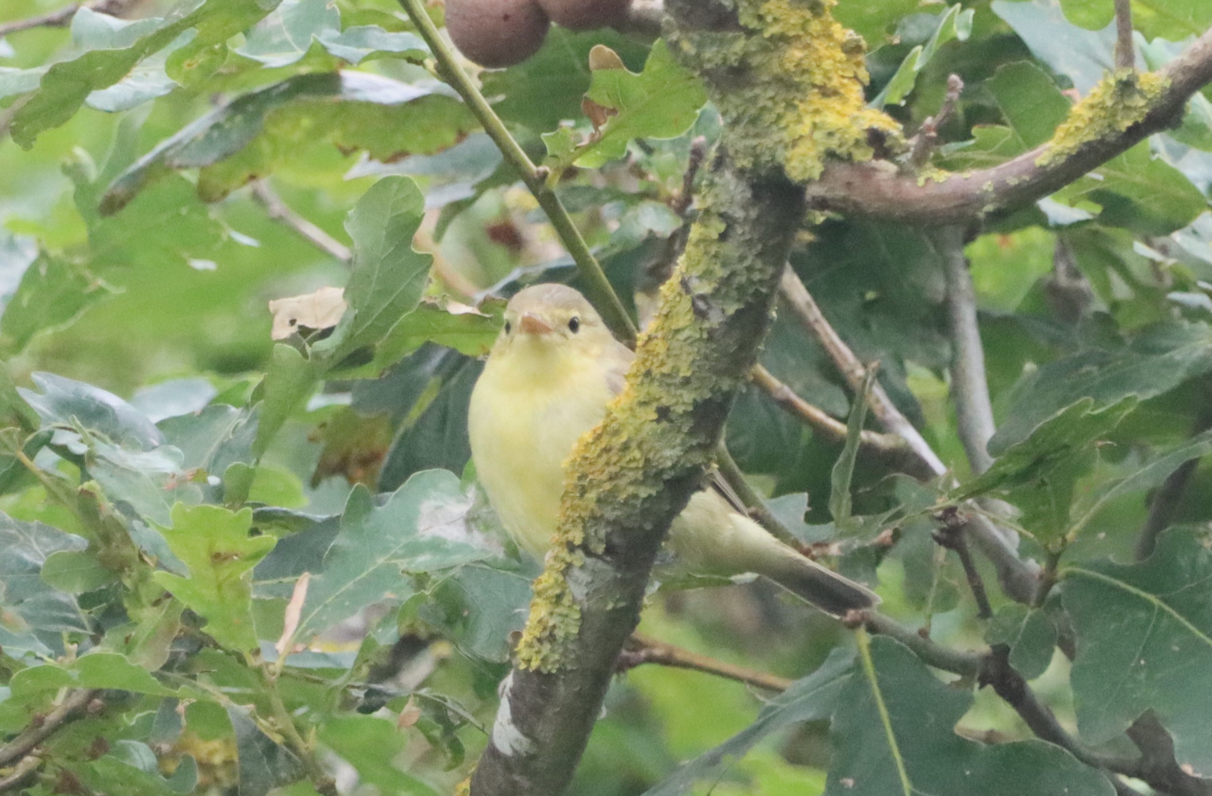 Icterine Warbler - 18-08-2023