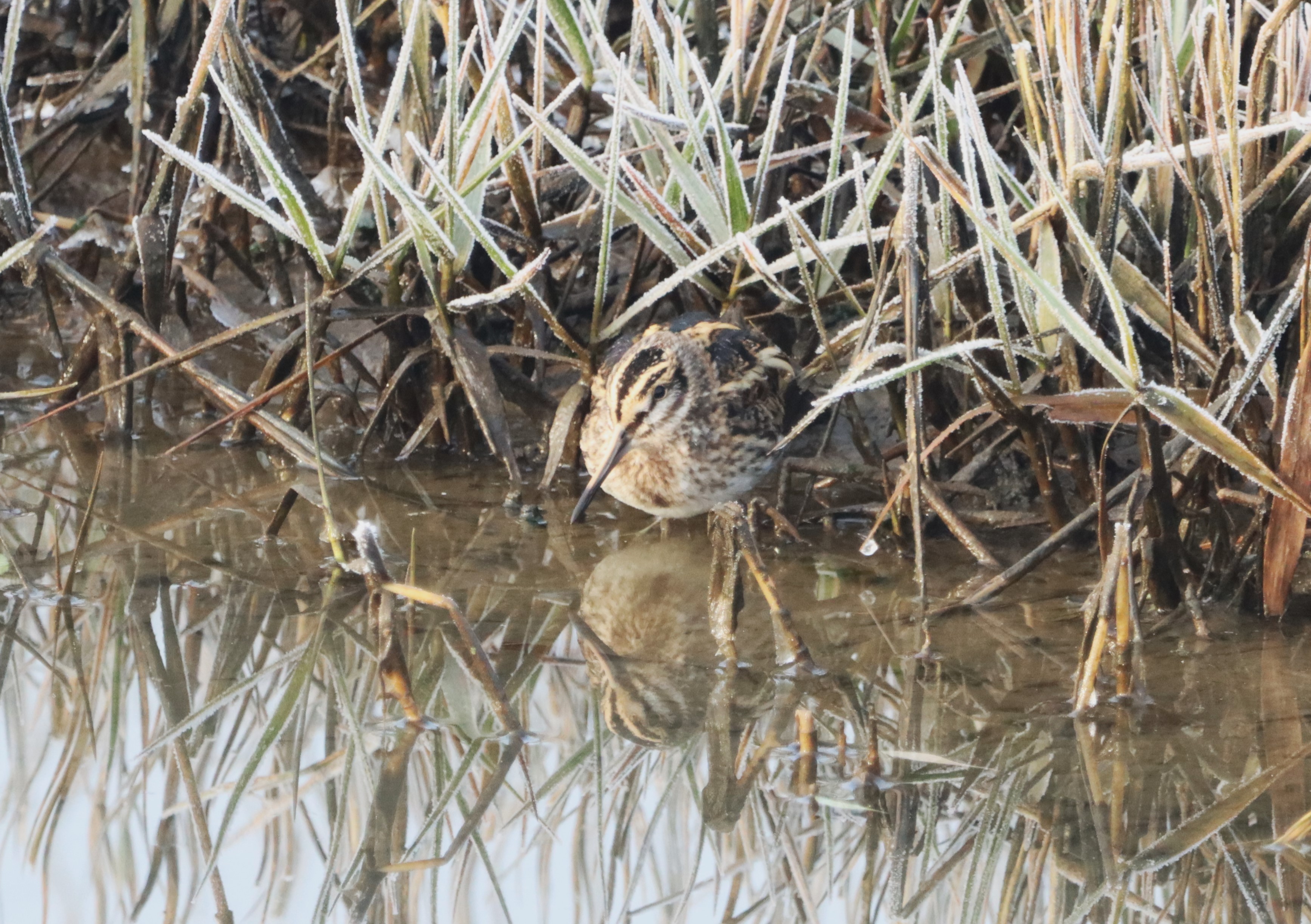 Jack Snipe - 13-12-2022