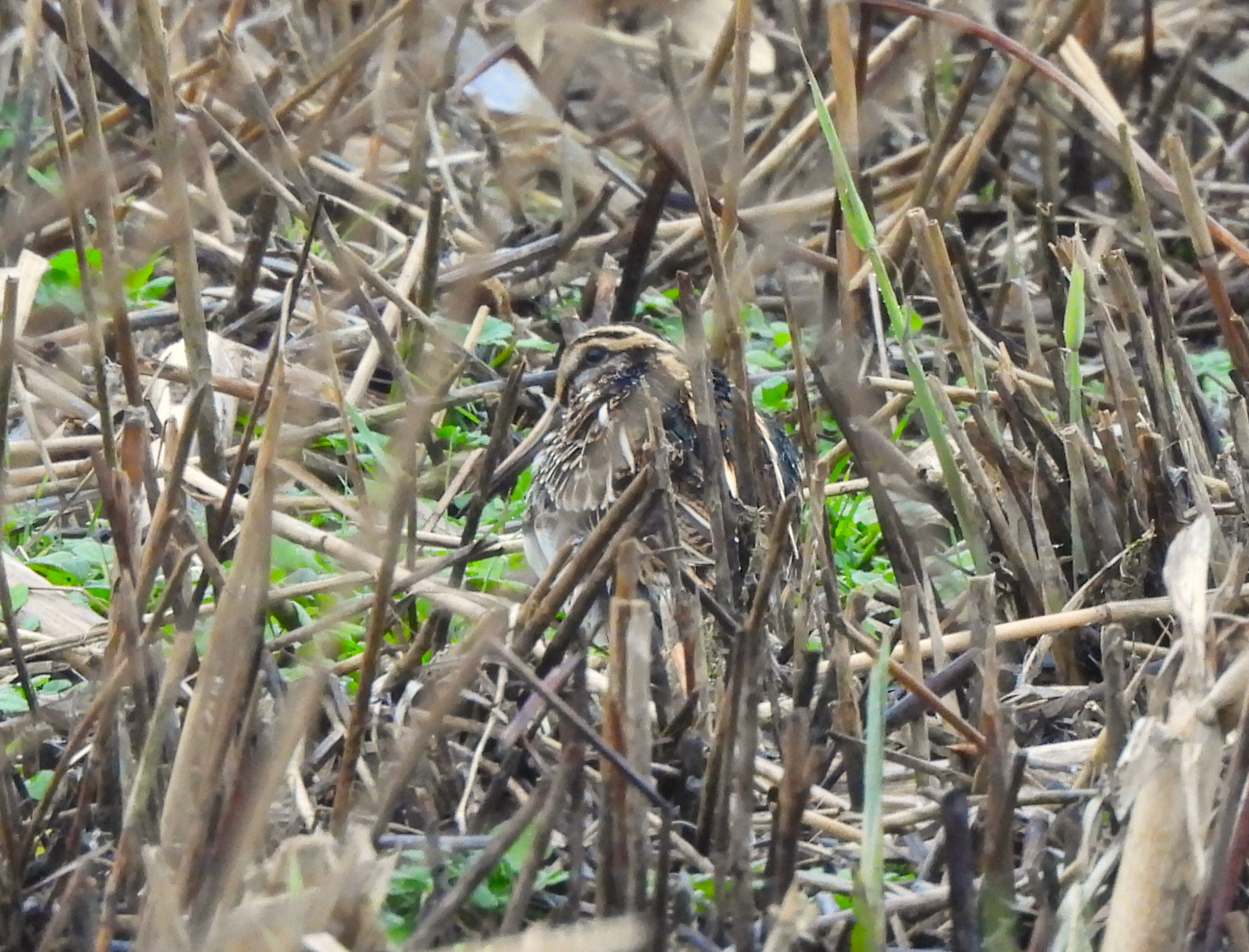 Jack Snipe - 16-12-2025