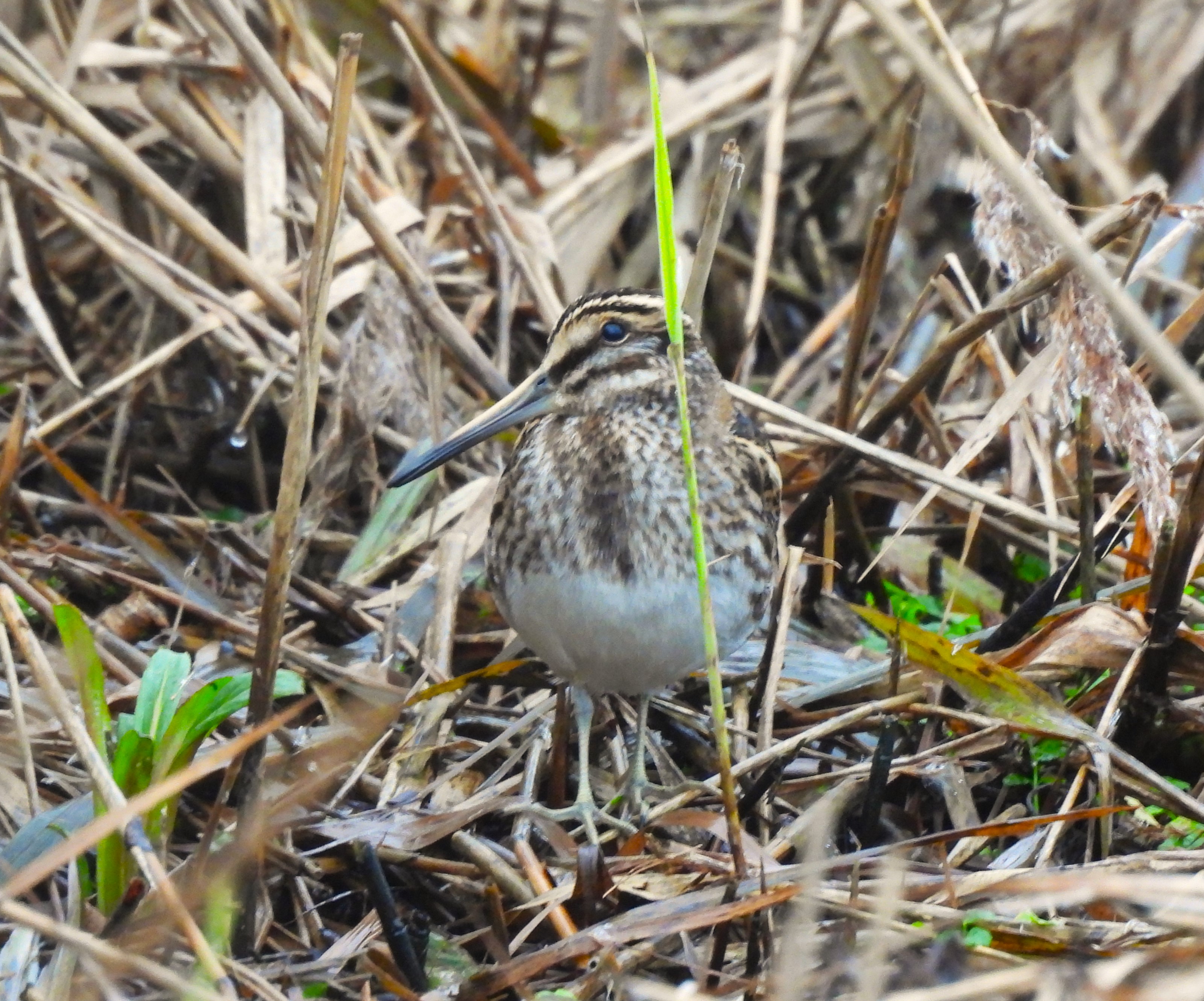 Jack Snipe - 16-12-2025