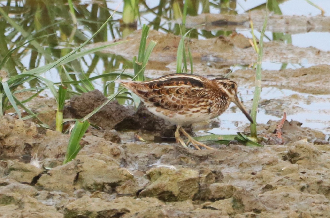 Jack Snipe - 28-07-2026