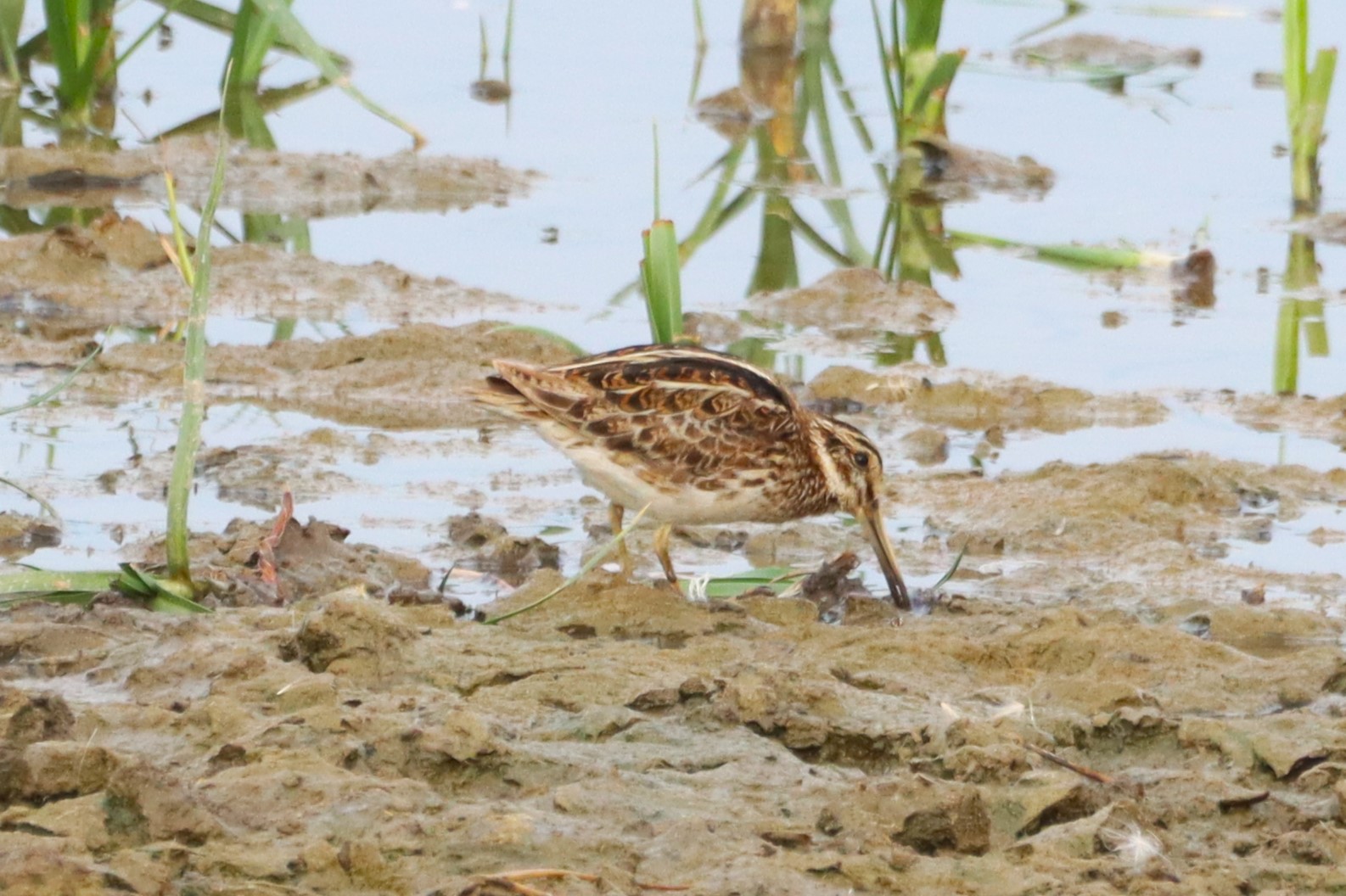 Jack Snipe - 28-07-2026
