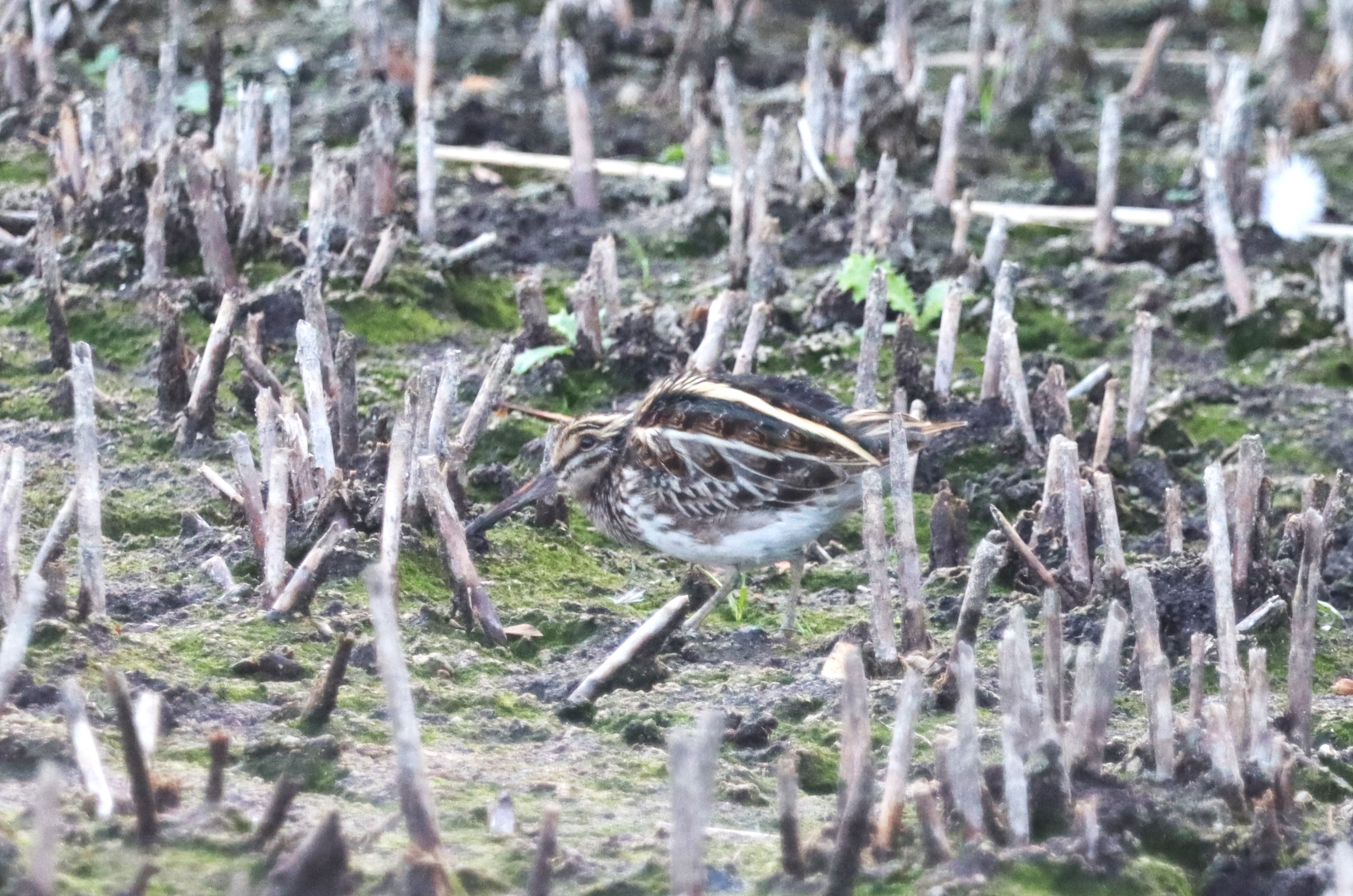 Jack Snipe - 06-10-2022