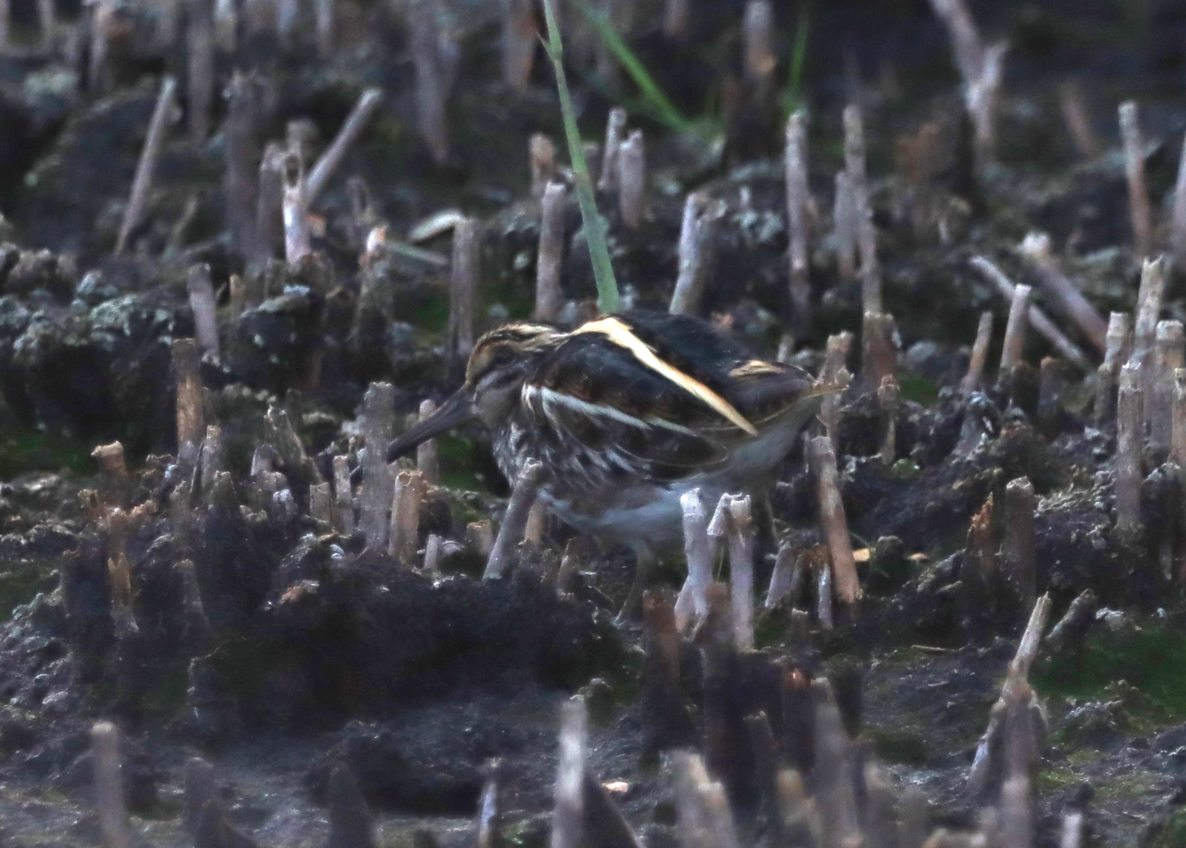 Jack Snipe - 06-10-2022