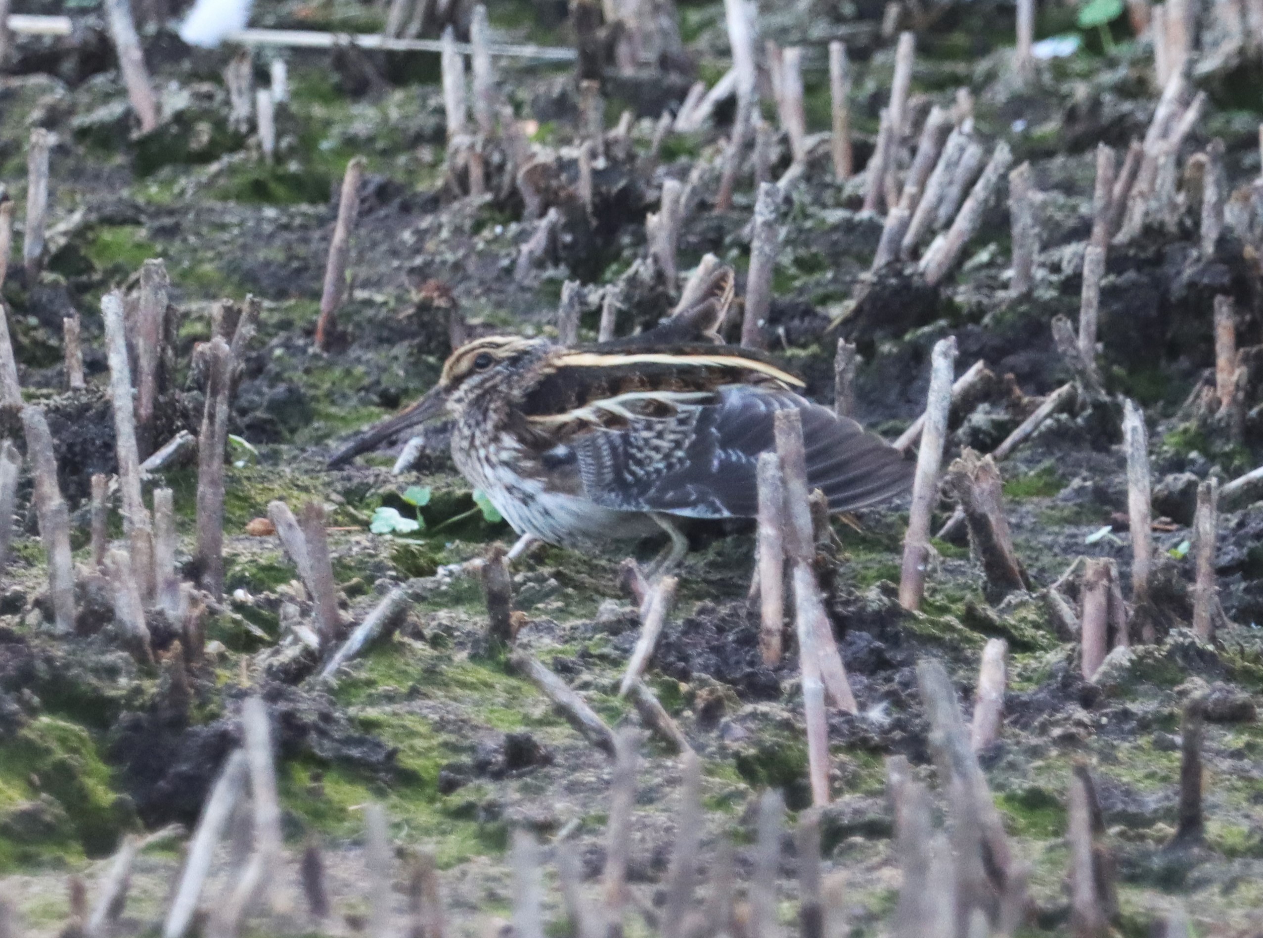 Jack Snipe - 06-10-2022