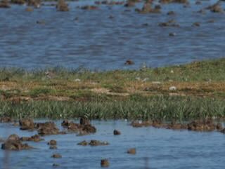 Jack Snipe - 08-08-2026