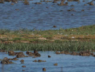 Jack Snipe - 08-08-2026