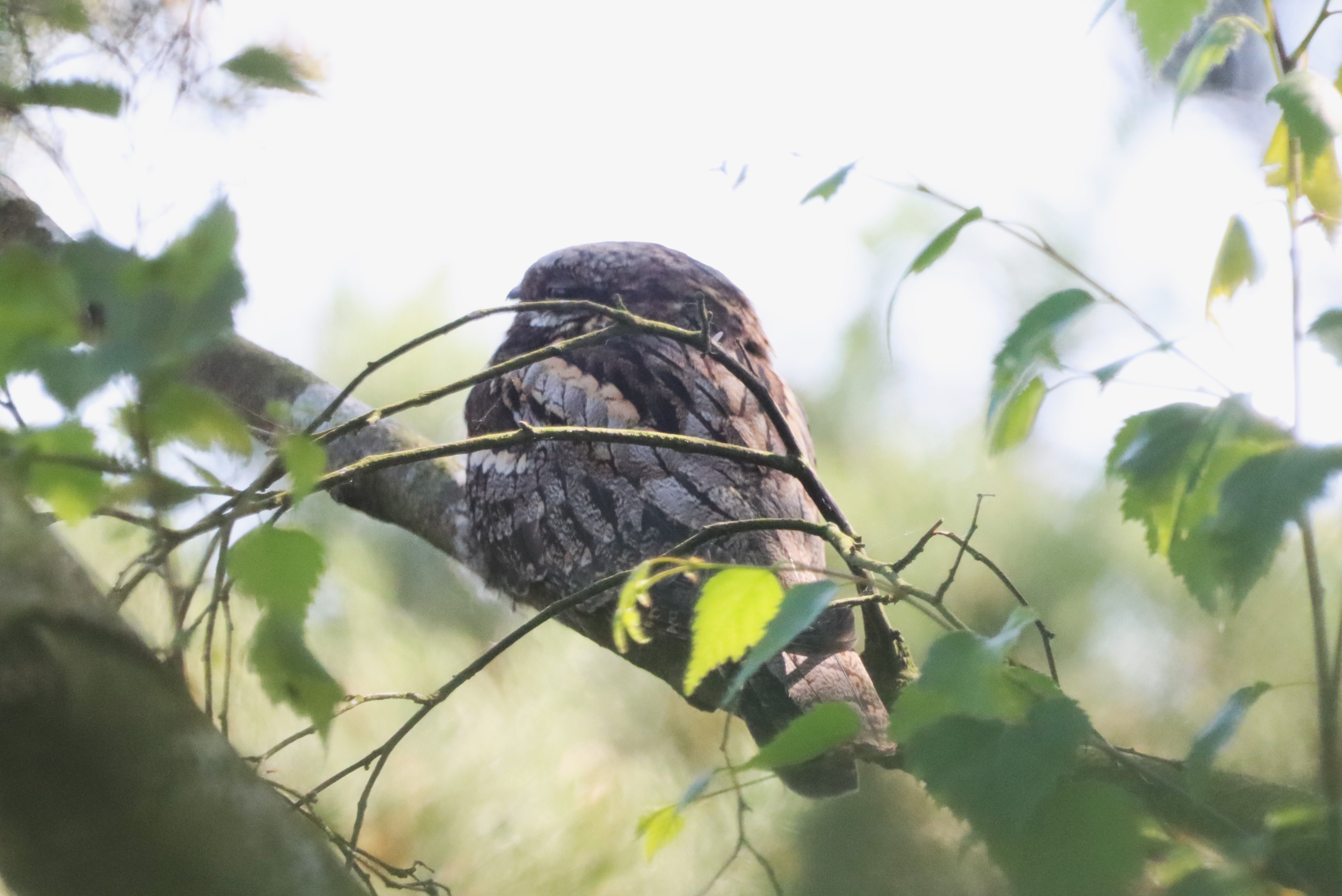 Nightjar - 14-06-2023