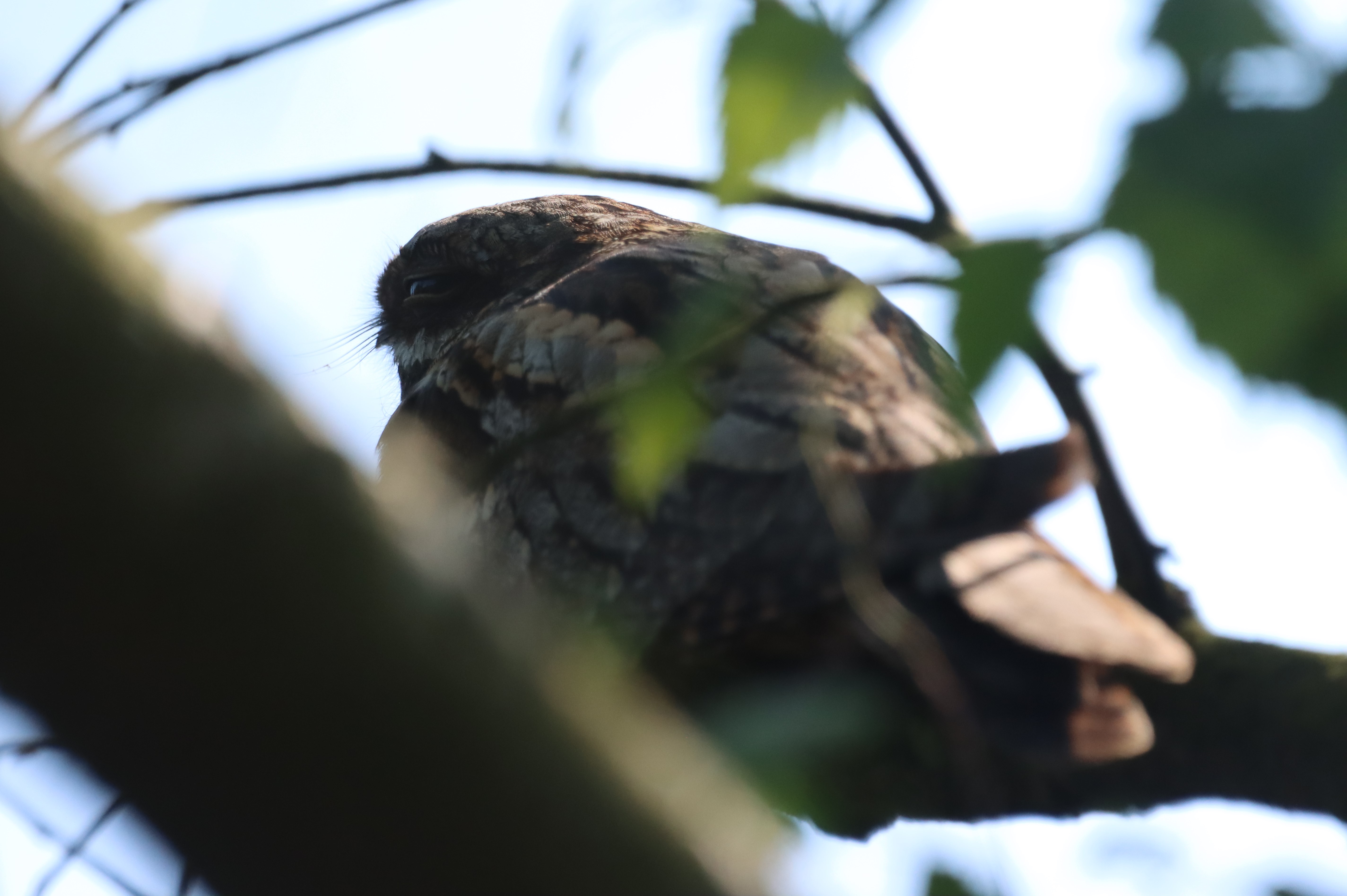 Nightjar - 14-06-2023