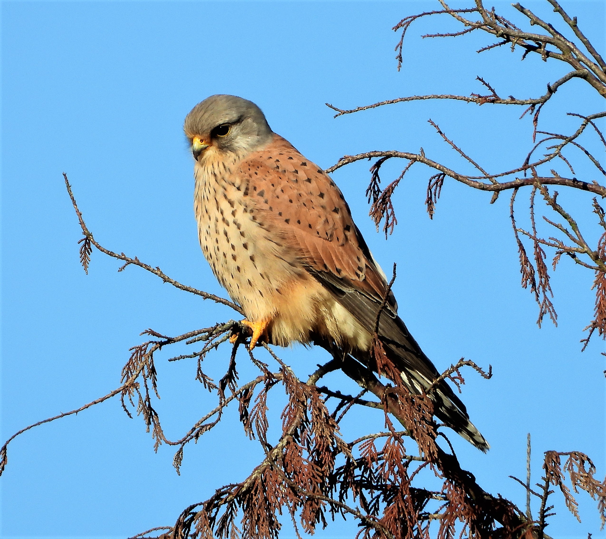 Kestrel - 12-01-2022