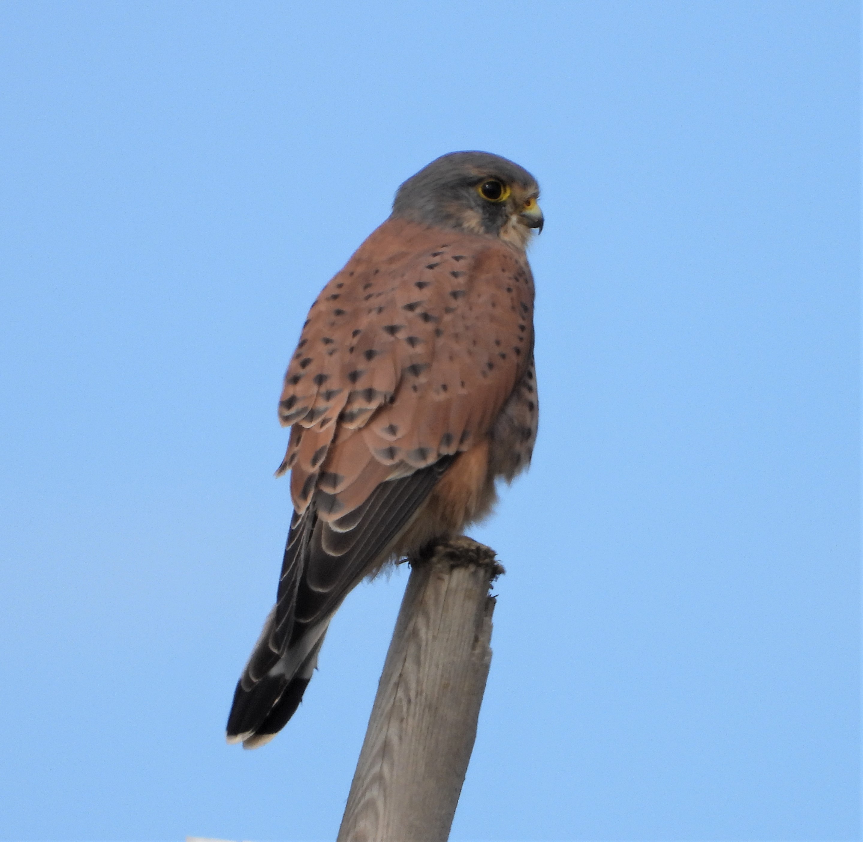 Kestrel - 13-10-2022