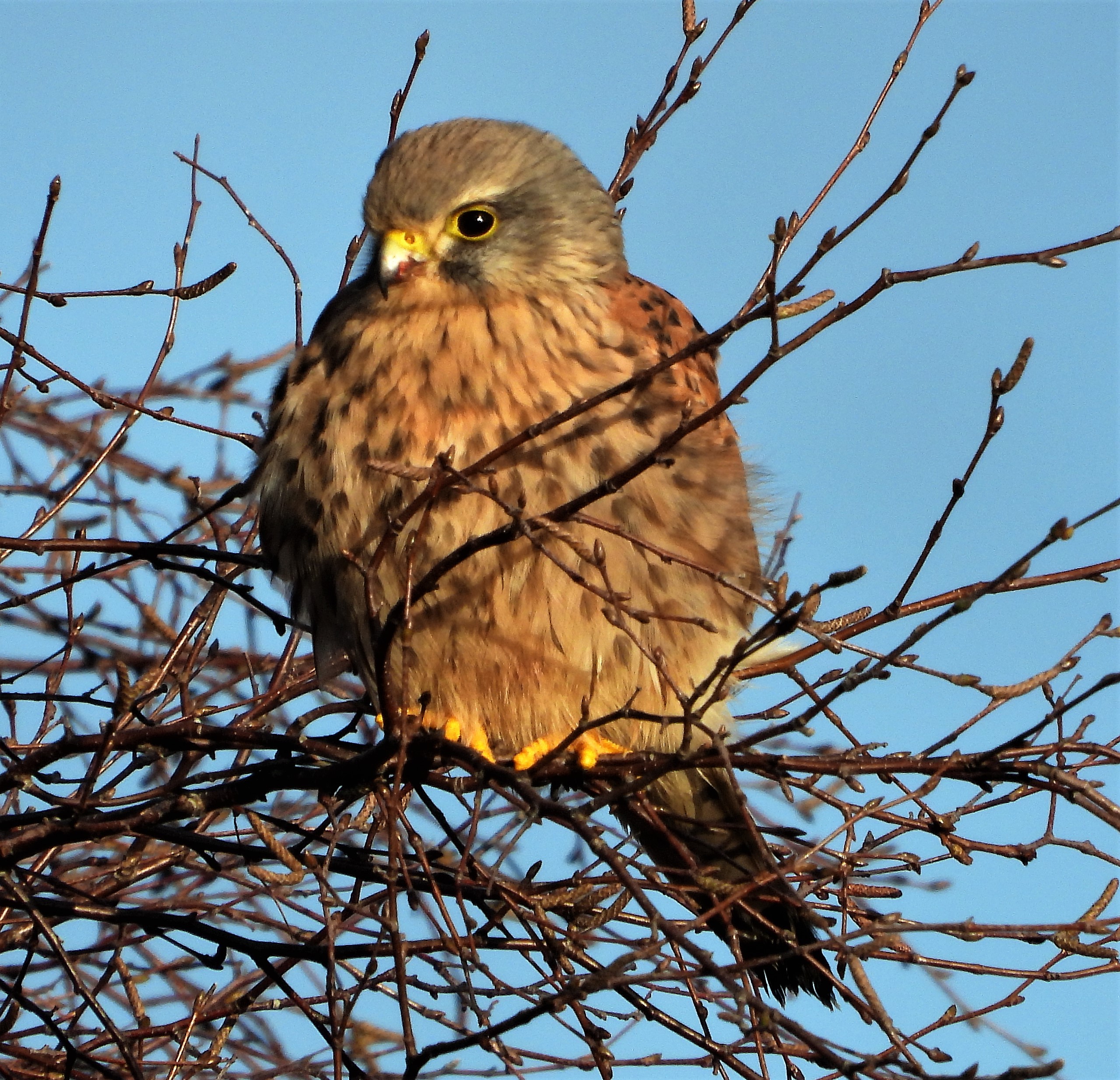 Kestrel - 04-01-2022