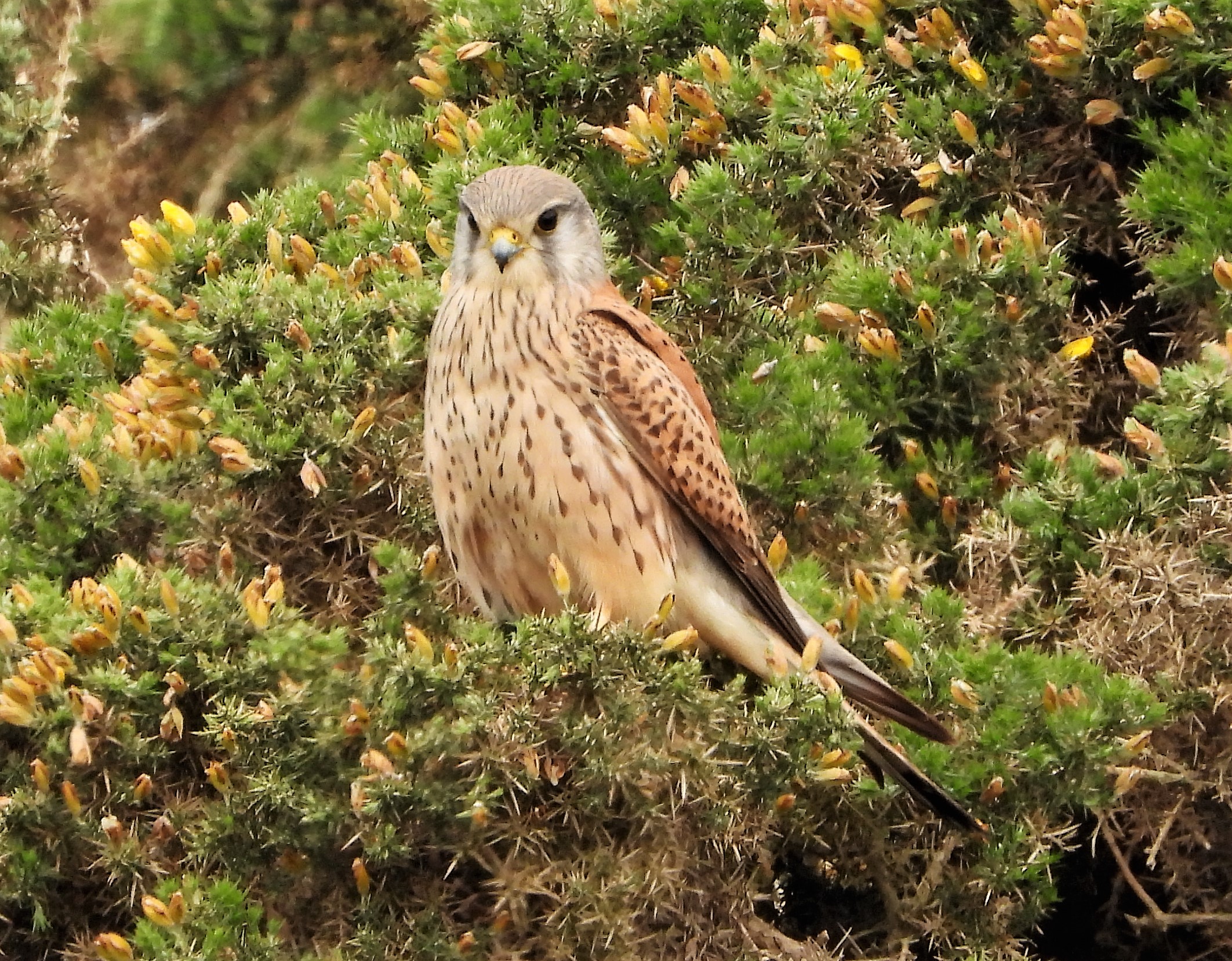 Kestrel - 06-06-2021