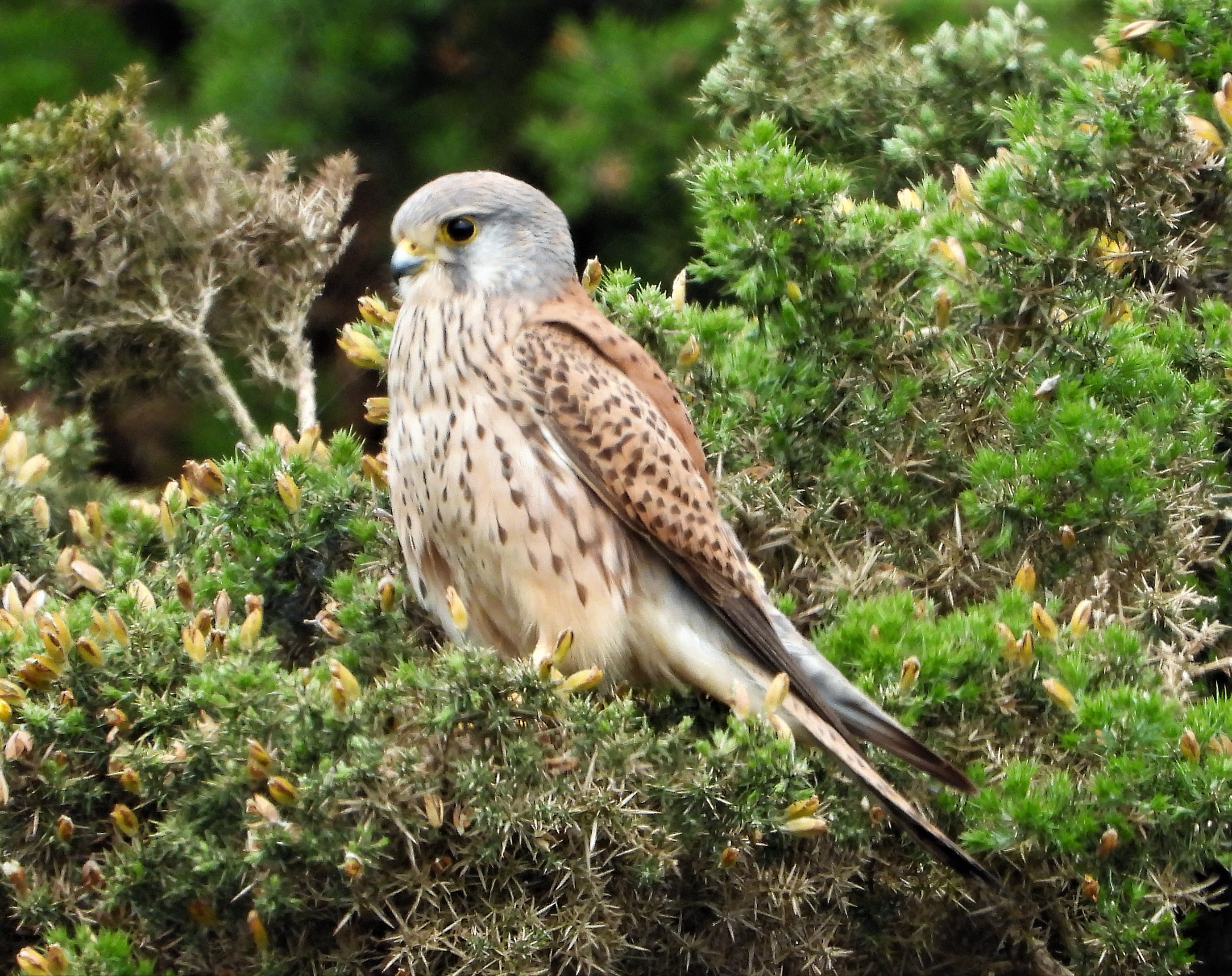 Kestrel - 06-06-2021