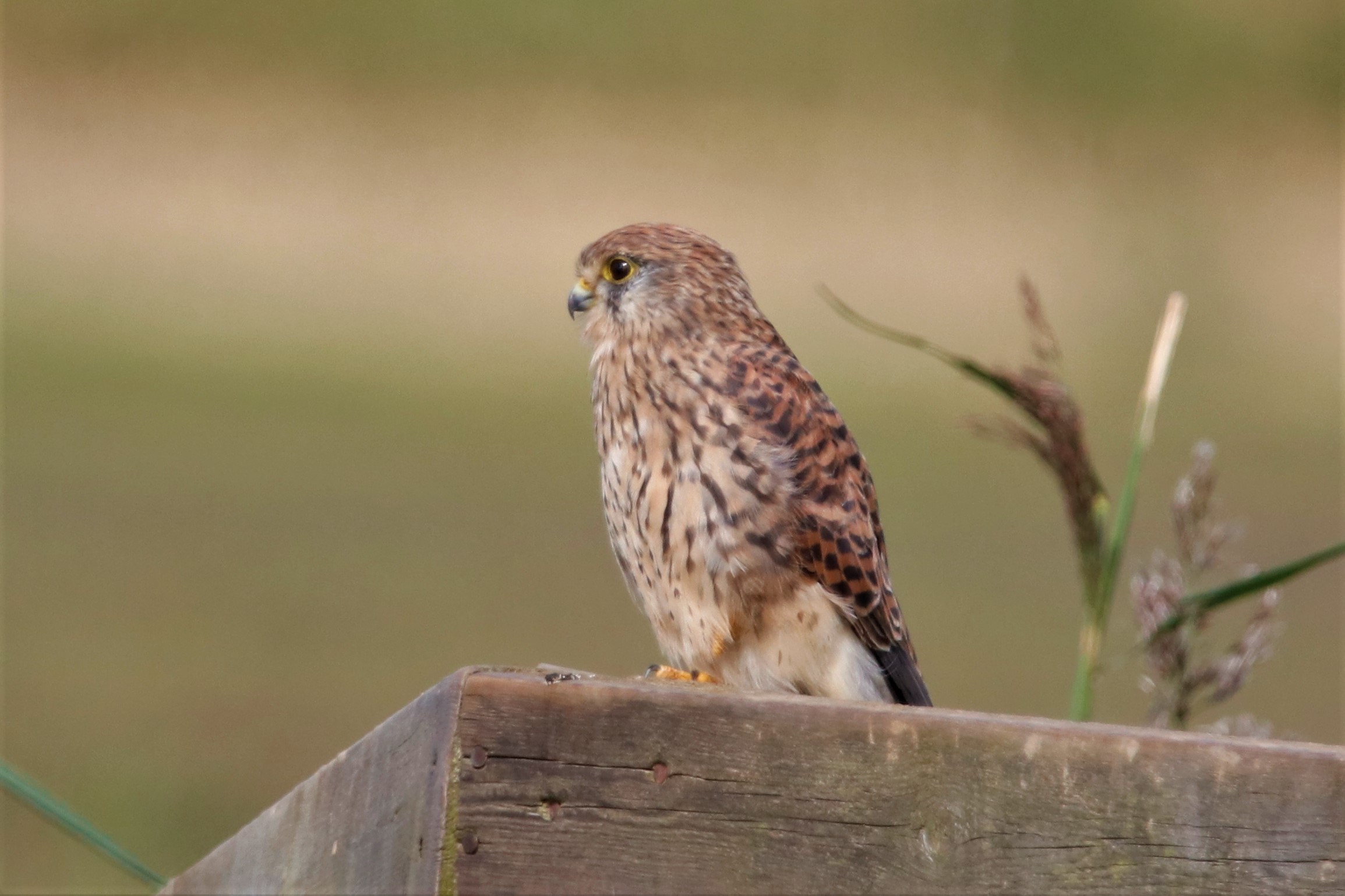 Kestrel - 12-09-2021