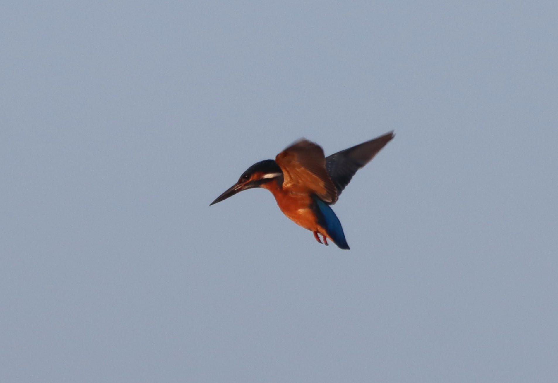Kingfisher - 10-12-2025