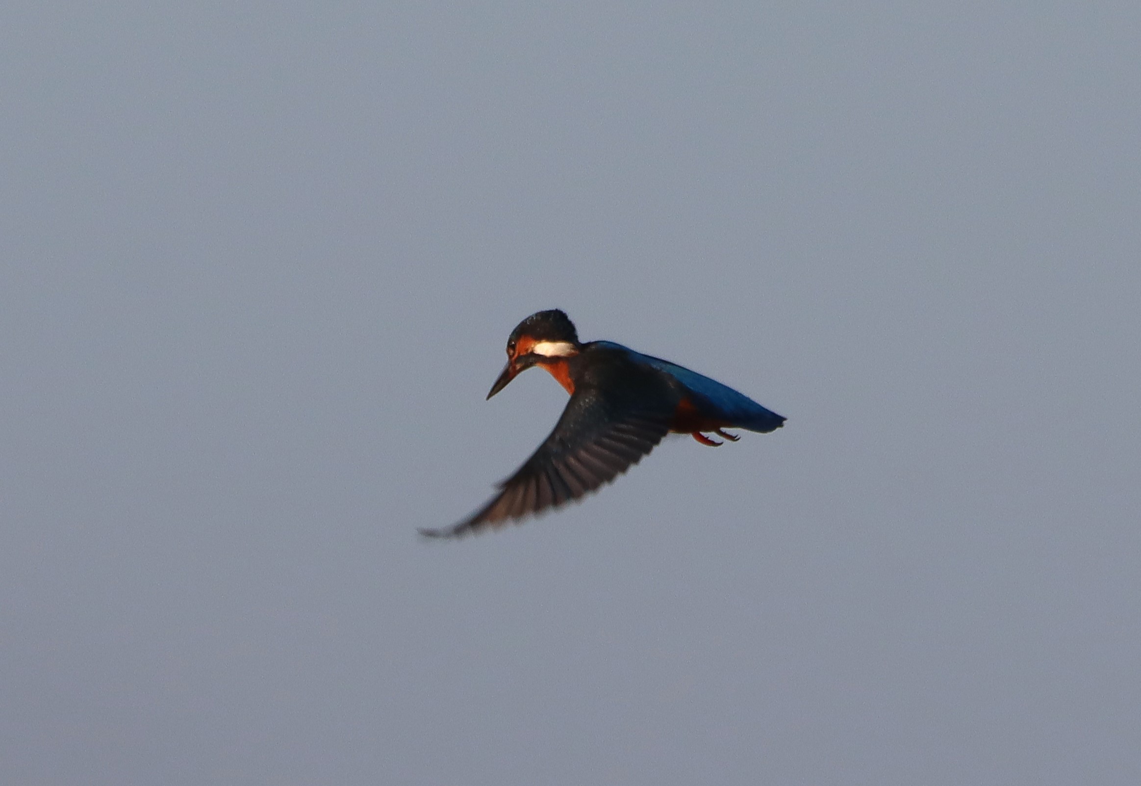 Kingfisher - 10-12-2025