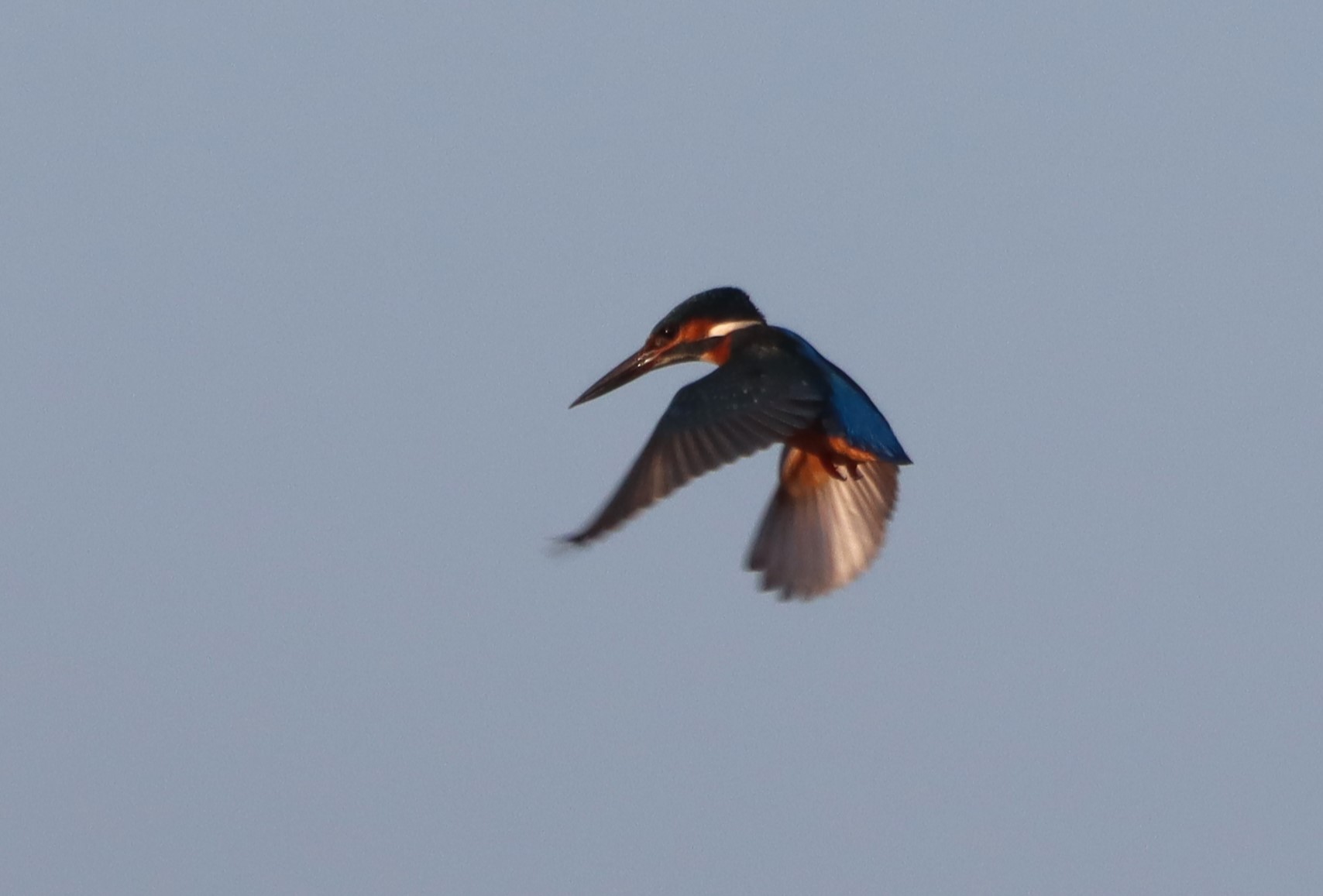 Kingfisher - 10-12-2025