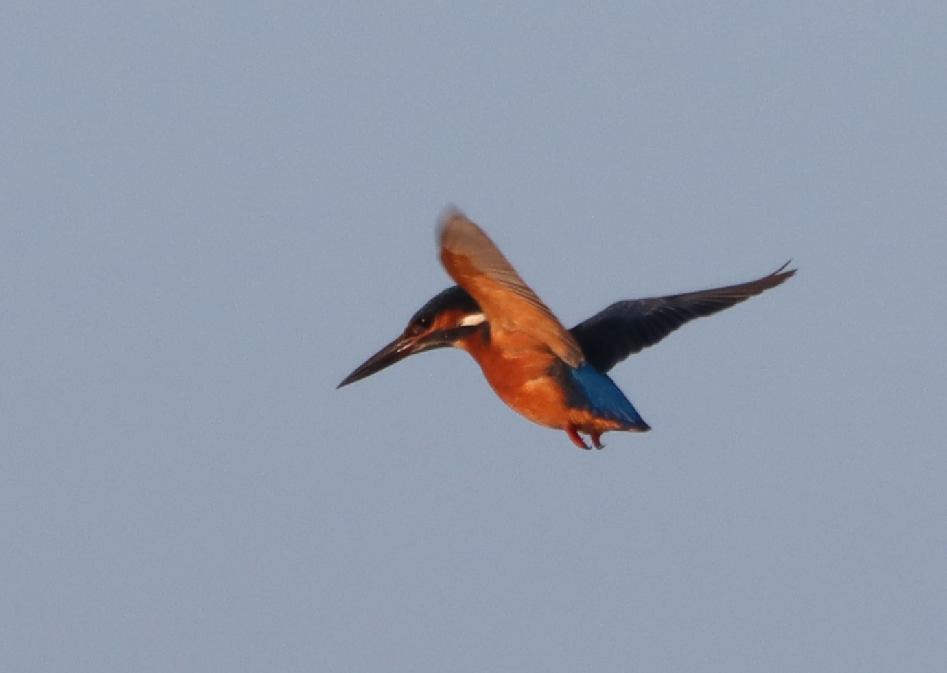 Kingfisher - 10-12-2025