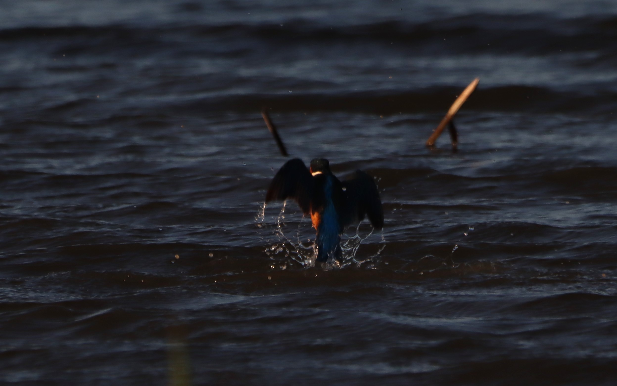 Kingfisher - 10-12-2025