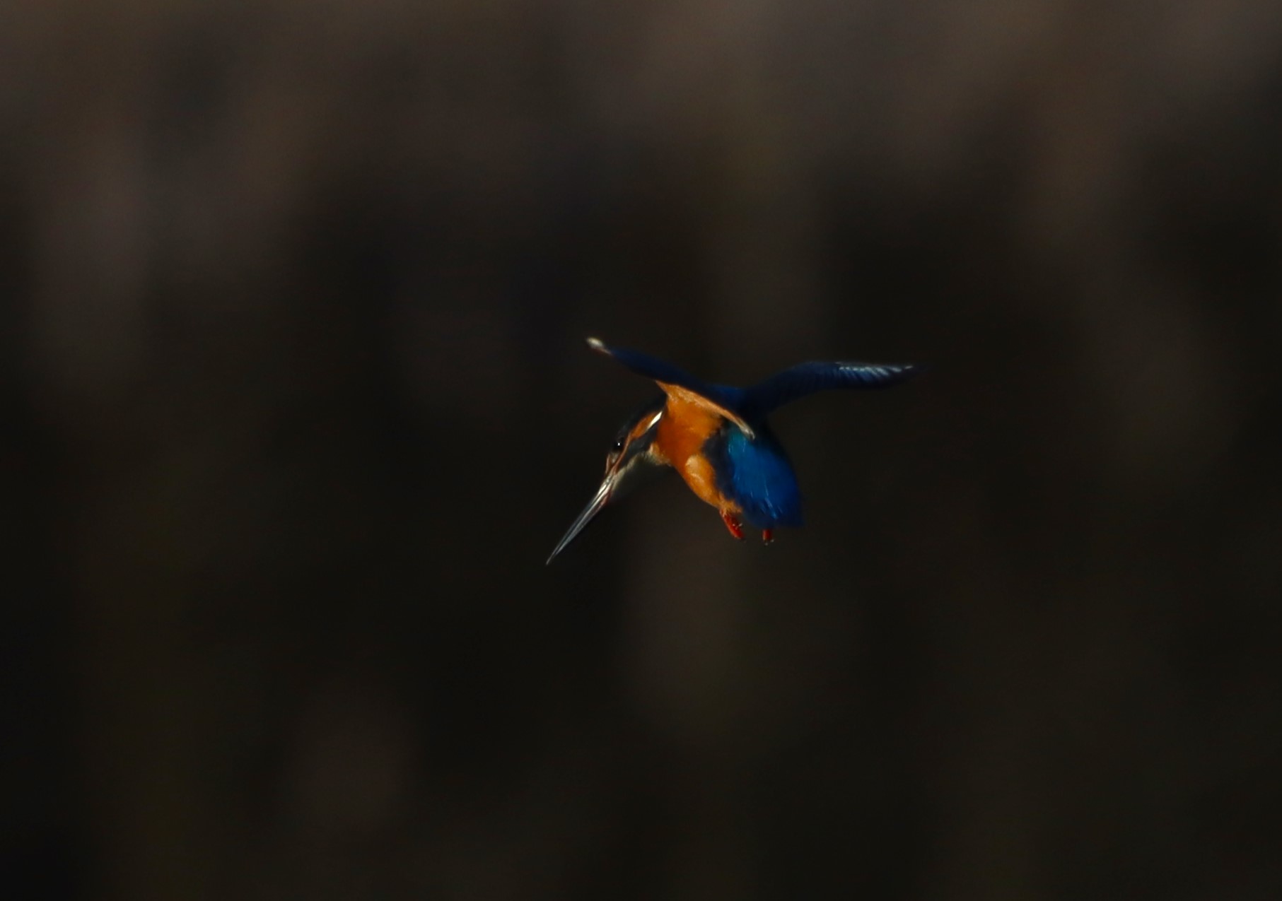 Kingfisher - 10-12-2025