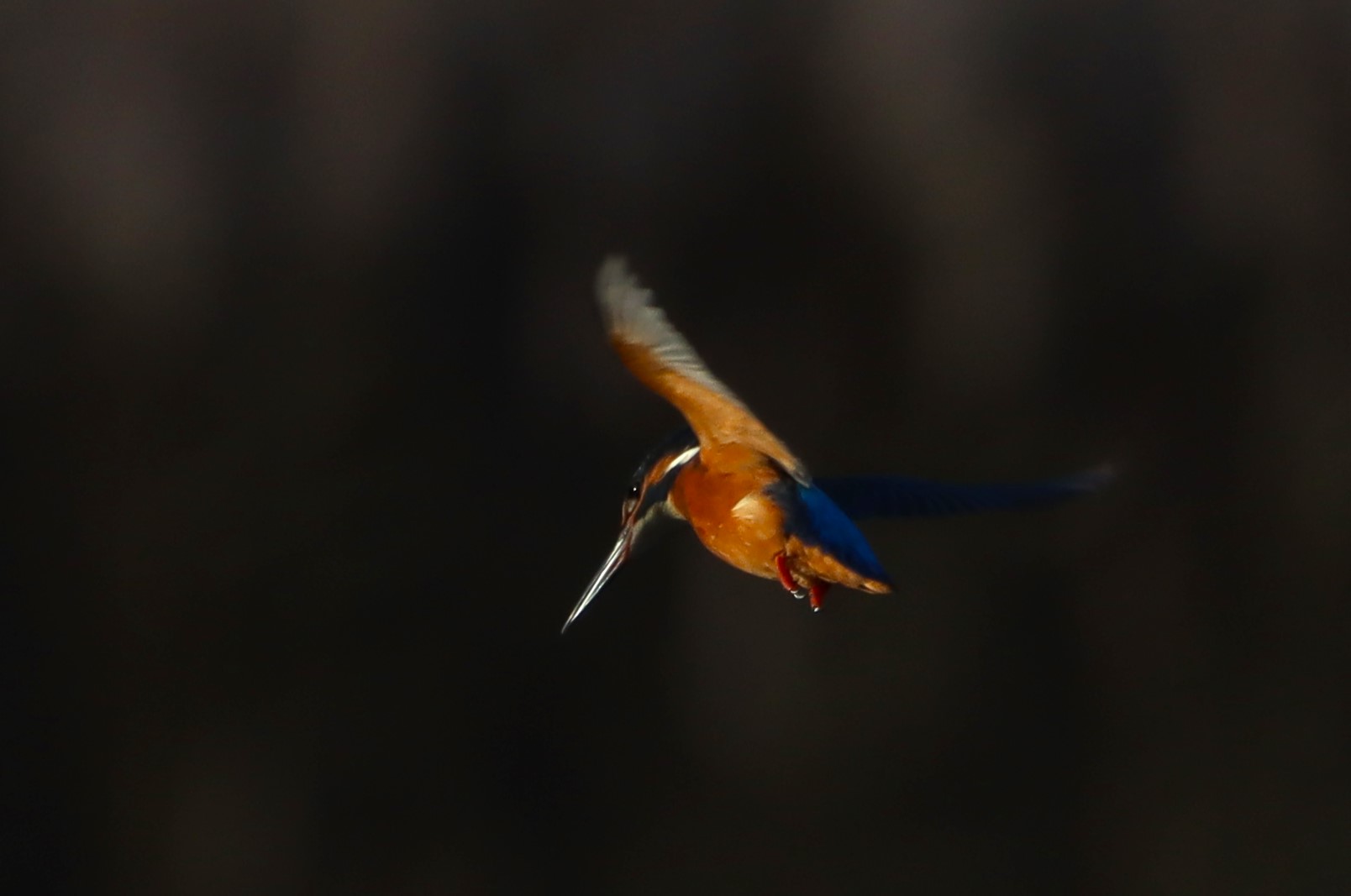 Kingfisher - 10-12-2025