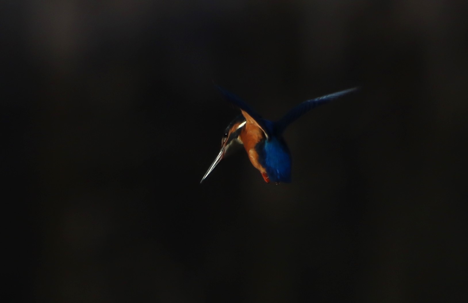Kingfisher - 10-12-2025